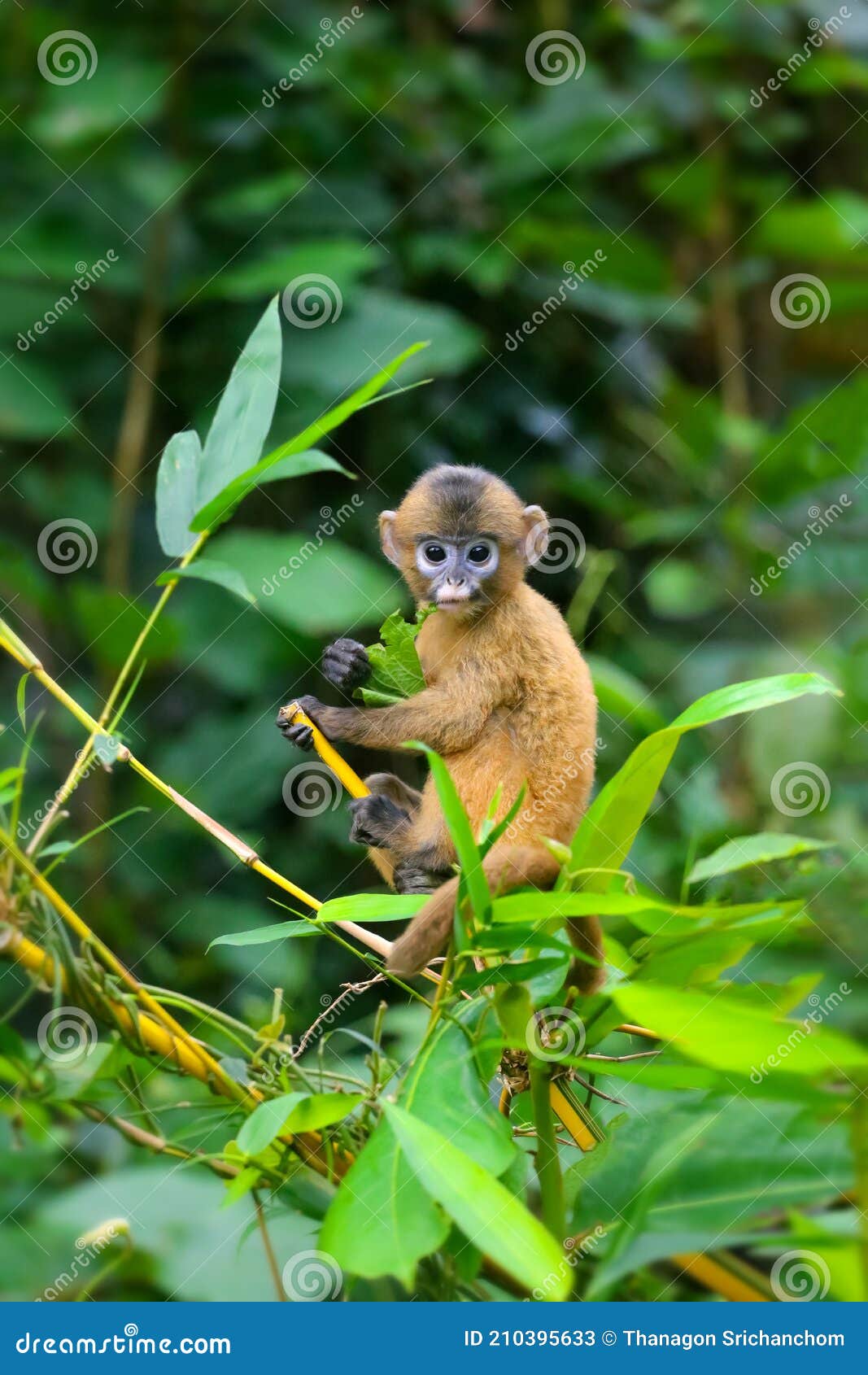 Un Pequeño Mono Bebé Amarillo Está Aprendiendo a Alimentarse En La