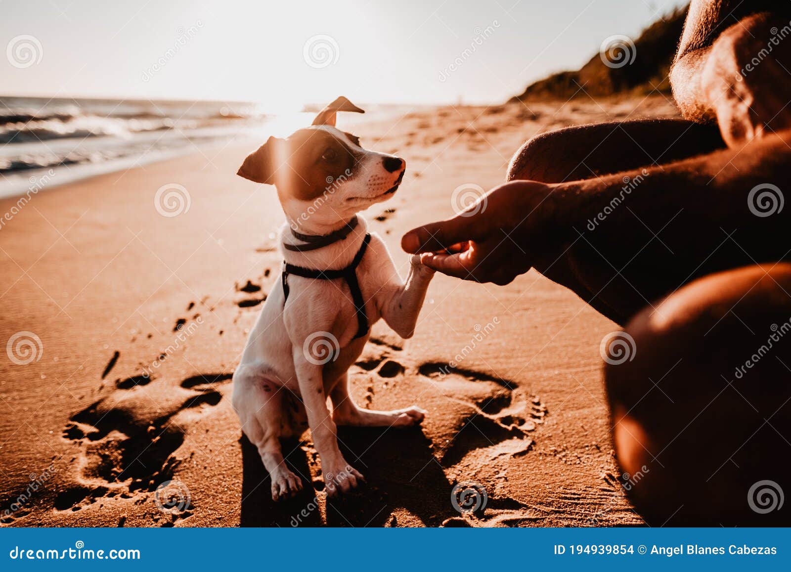 Un Perro En La Playa Estrechando Las Manos Con Su Fiel Amigo Foto de  archivo - Imagen de exterior, playa: 194939854