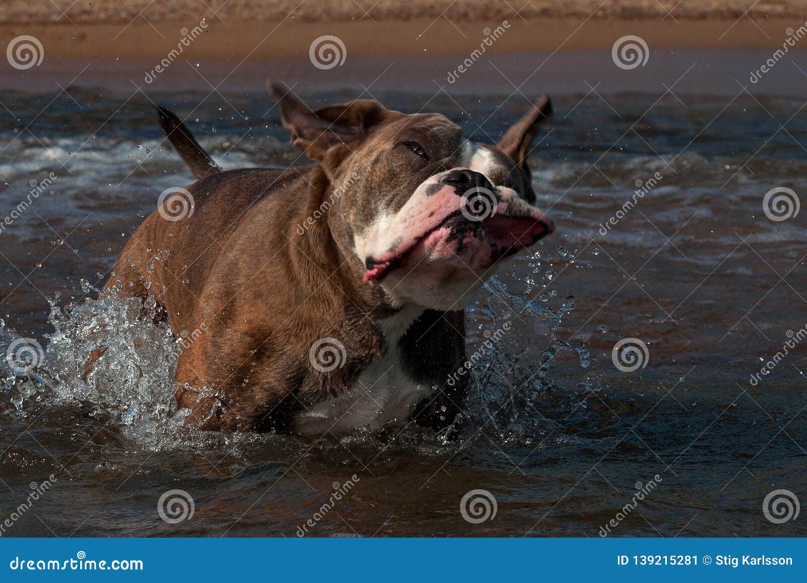Un Perro Que Juega Y Que Se Baña En Una Playa Arenosa Ondulada, Y Sacudiendo El Agua De La Cabeza Imagen de archivo - Imagen de ondulada, perro: 139215281