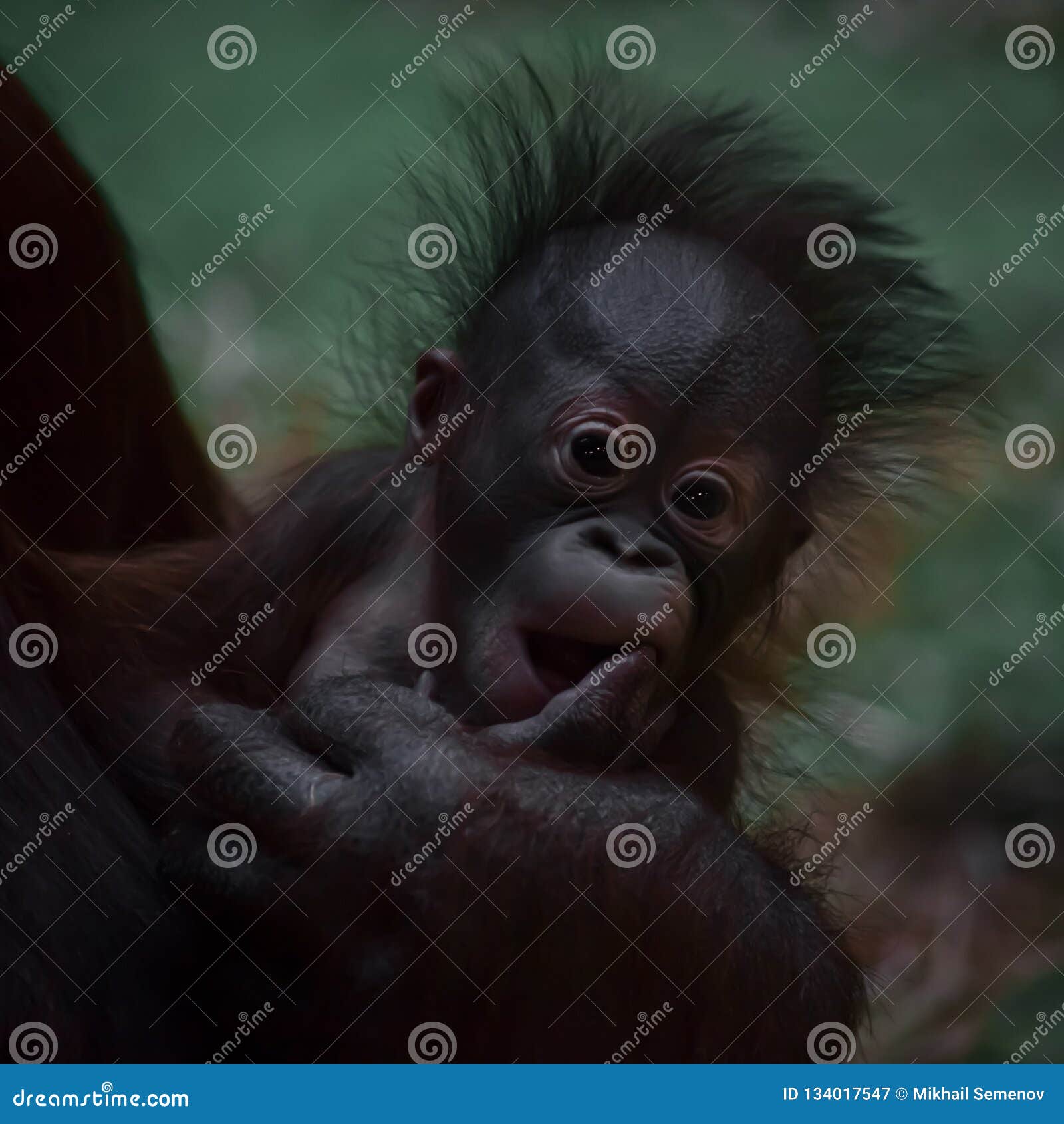 Un Petit Bebe Mignon D Orang Outan Avec Les Cheveux Et Les Yeux Au Beurre Noir Rouges Pelucheux Image Stock Image Du Singe Mammifere Un Petit Bebe Mignon D Orang Outan Avec Les Cheveux Et Les Yeux Au Beurre Noir Rouges Pelucheux Image Stock Image Du Singe Mammifere