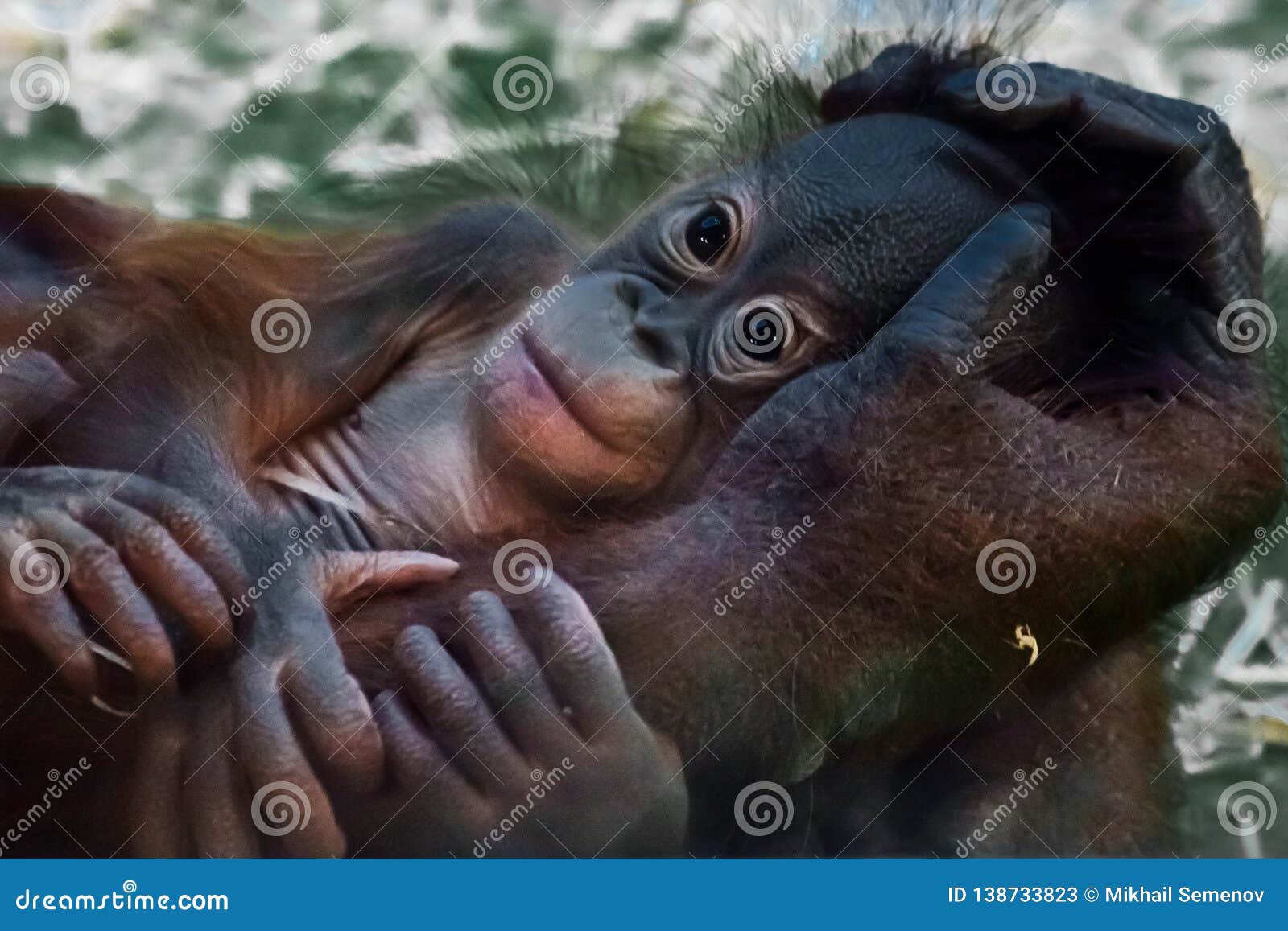 Un Petit Bebe Mignon D Orang Outan De Sein Se Trouve Sur Ses Grands Bras De Mothera S Image Stock Image Du Orangutan Jungle Un Petit Bebe Mignon D Orang Outan De Sein Se Trouve Sur Ses Grands Bras De Mothera S Image Stock Image Du Orangutan Jungle