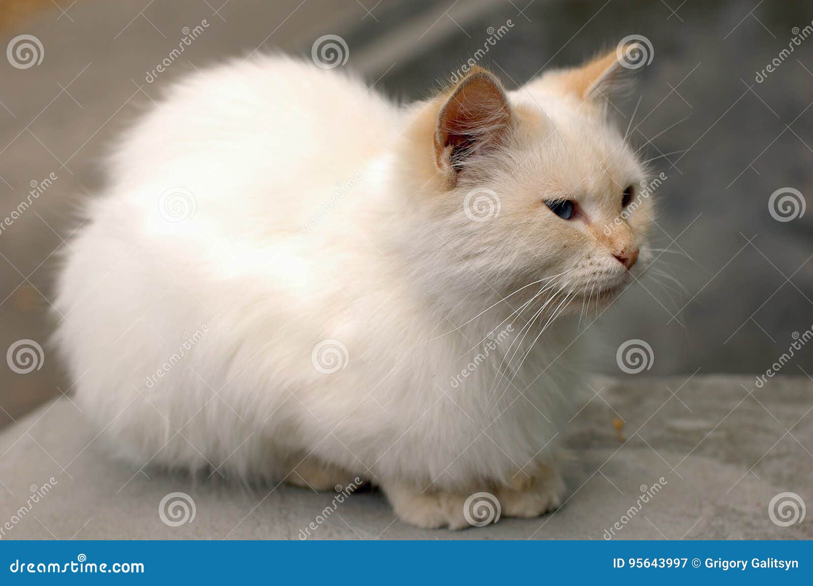 Un Petit Chat Blanc Vit Dans Une Cour D Hopital Image Stock Image Du Assez Fond
