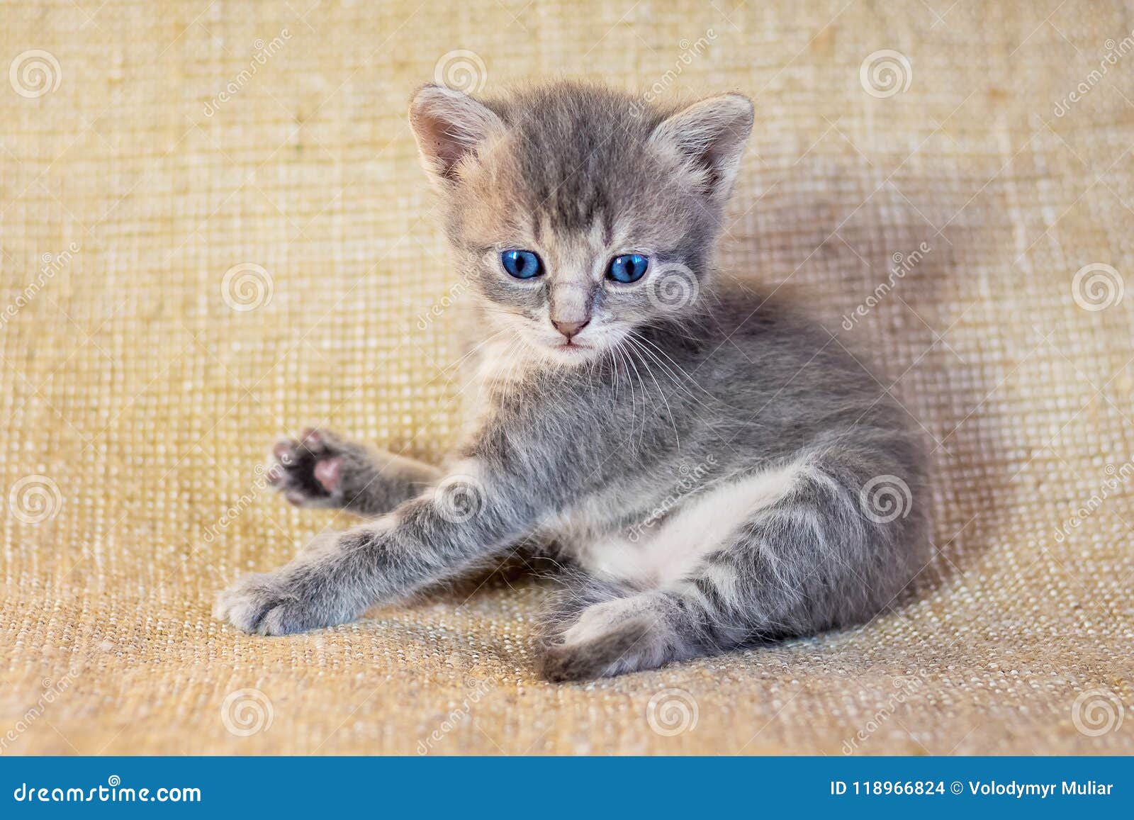 Un Petit Chaton Gris Avec Des Yeux Bleus Se Trouvant Negligemment Photo Dedans Photo Stock Image Du Domestique Espiegle