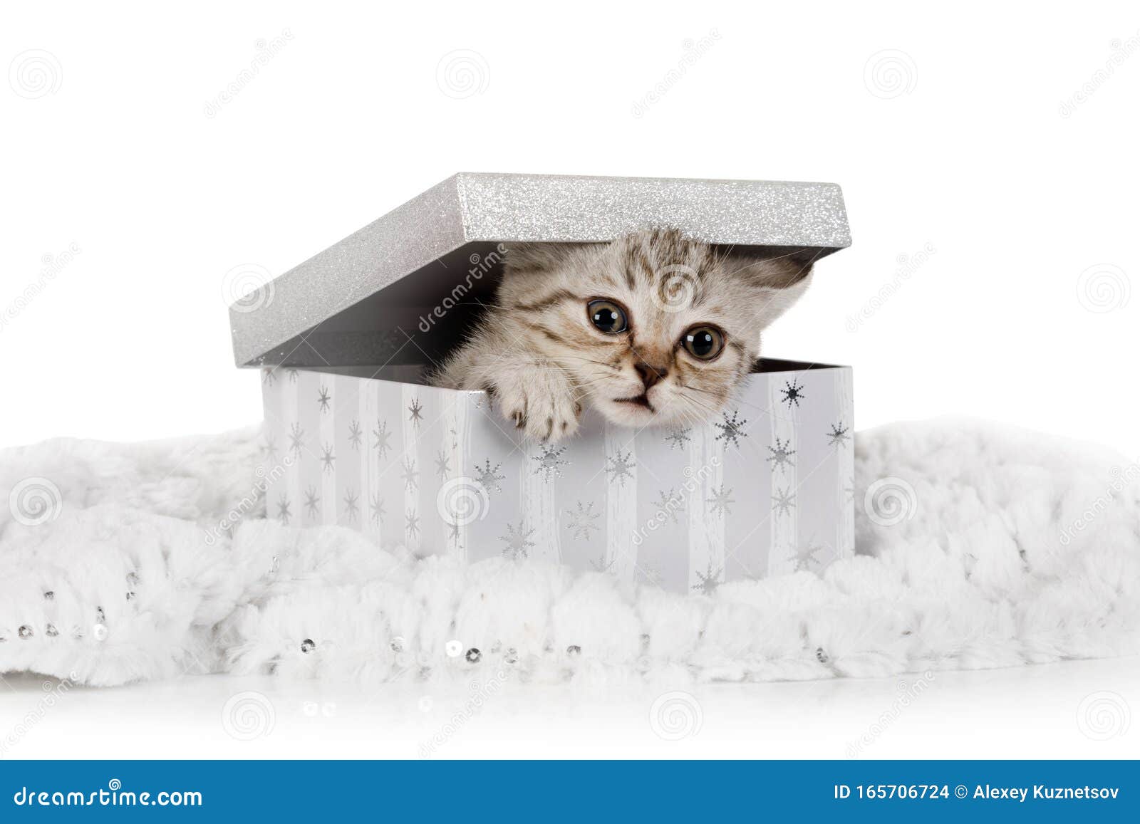 Un Petit Chaton Gris Mignon Sort De La Boite A Cadeaux Photo Stock Image Du Adorable Charmer