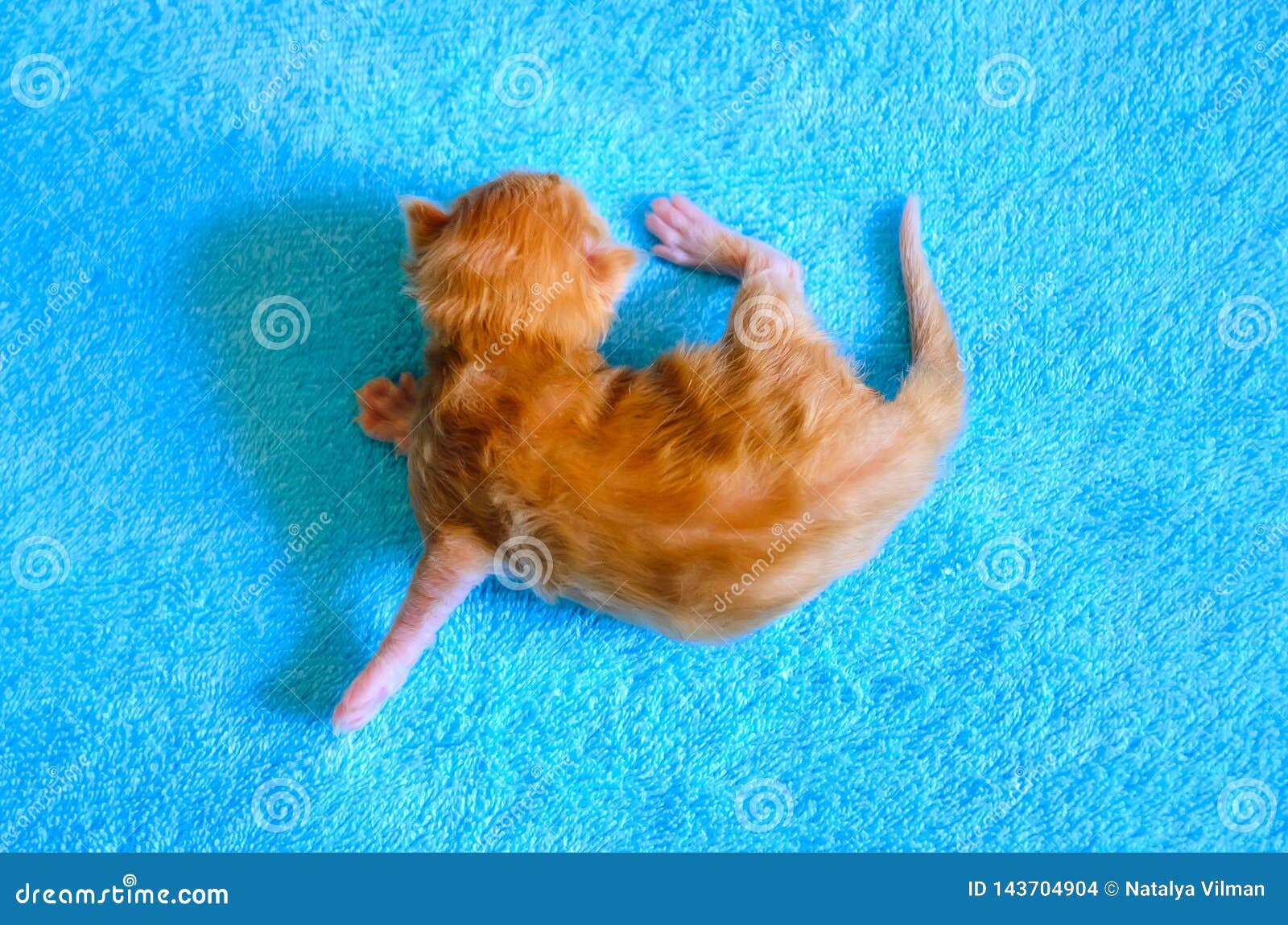 Un Petit Chaton Roux Nouveau Ne Sur Un Fond Bleu Vue De Ci Avant Photo Stock Image Du Orange Amour