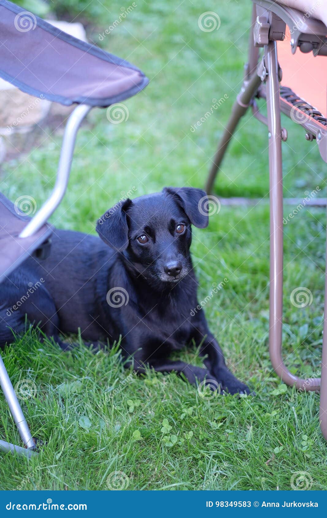 Un Petit Chien Noir Image Stock Image Du Pattes Chasse