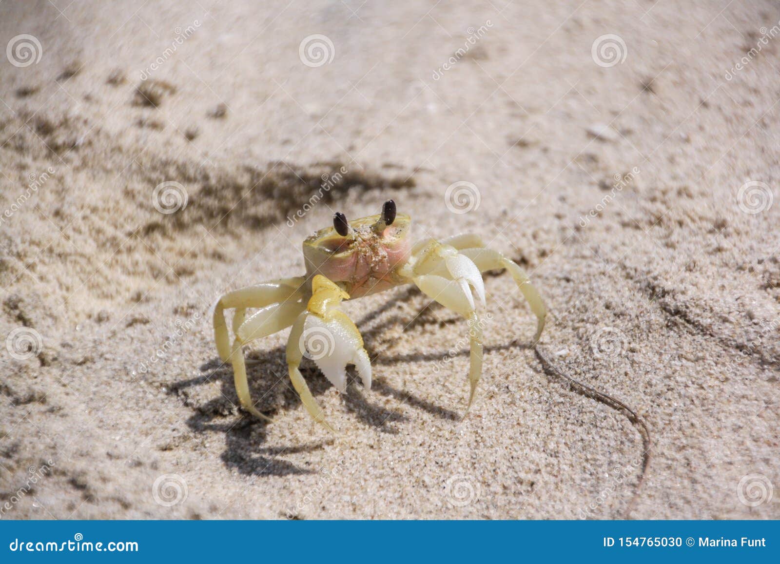 Un Petit Crabe Jaune Se Repose Sur Le Sable Crabe Sur Le Thème De Plage, De  Voyage Et De Vacances Photo stock - Image du griffe, viande: 154765030