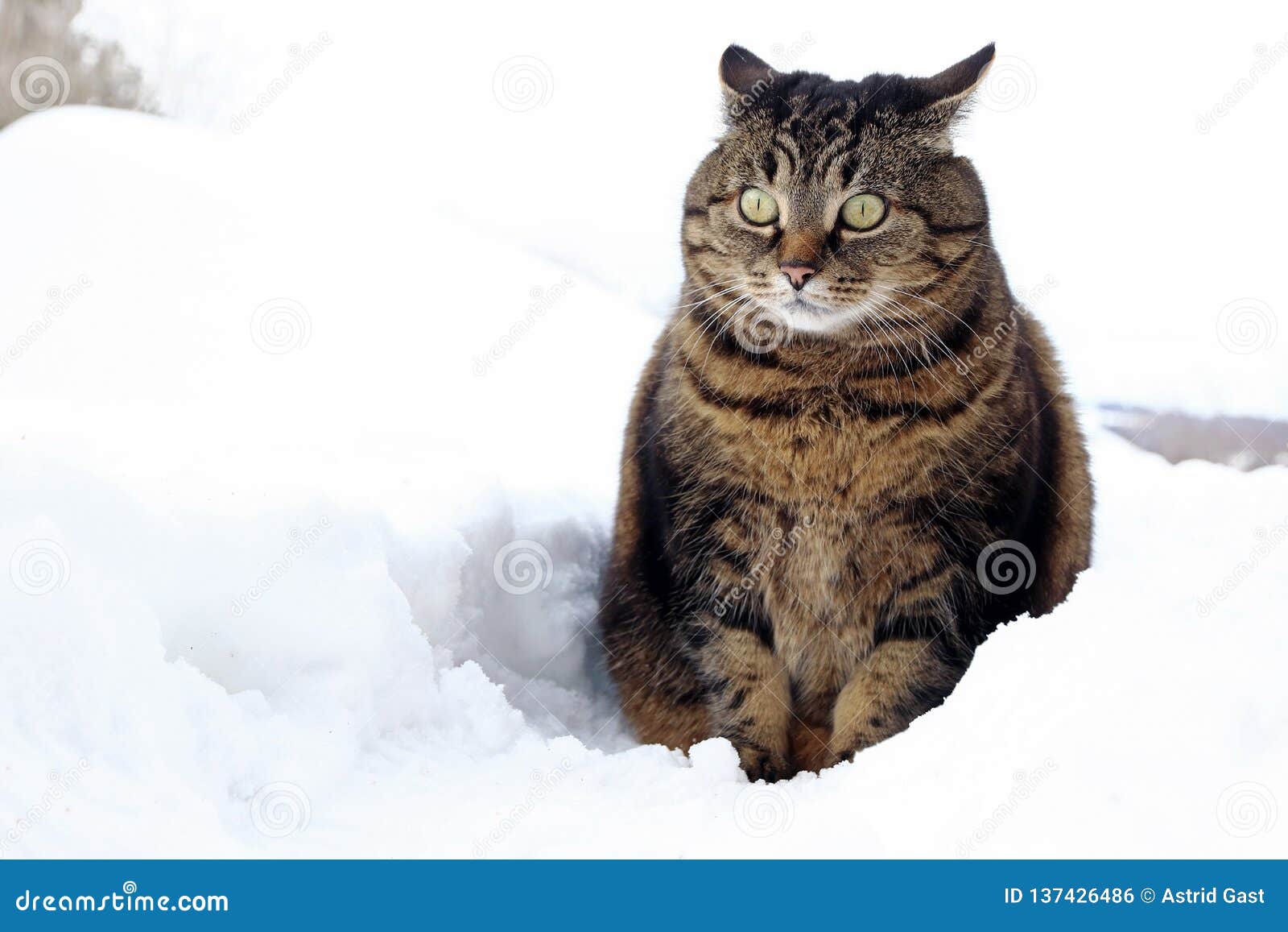 Un Petit Gros Chat Se Repose Avec Un Regard Drôle Dans La