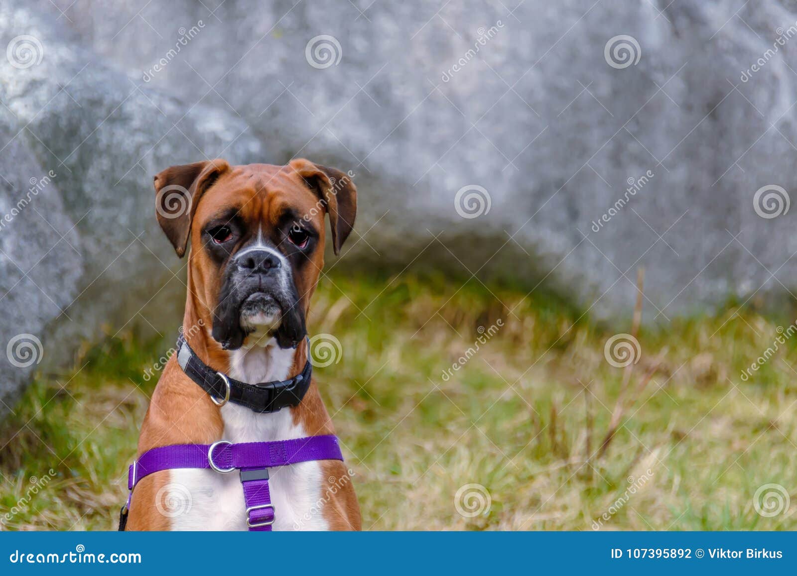 Un Petit Noir Chien Avec De Longues Oreilles Se Repose Dans