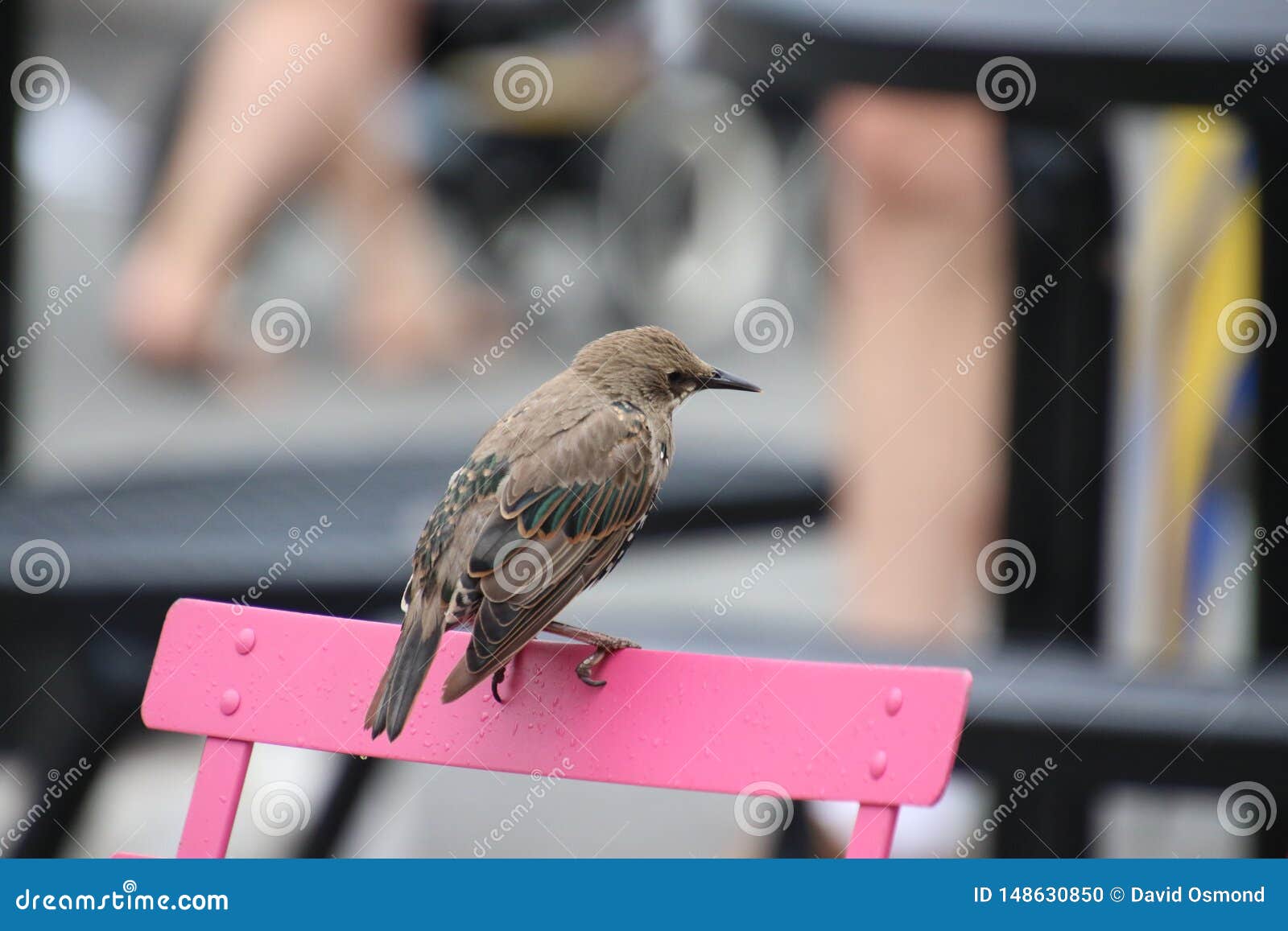 Un Petit Oiseau Brun Avec Les Taches Blanches Photo Stock