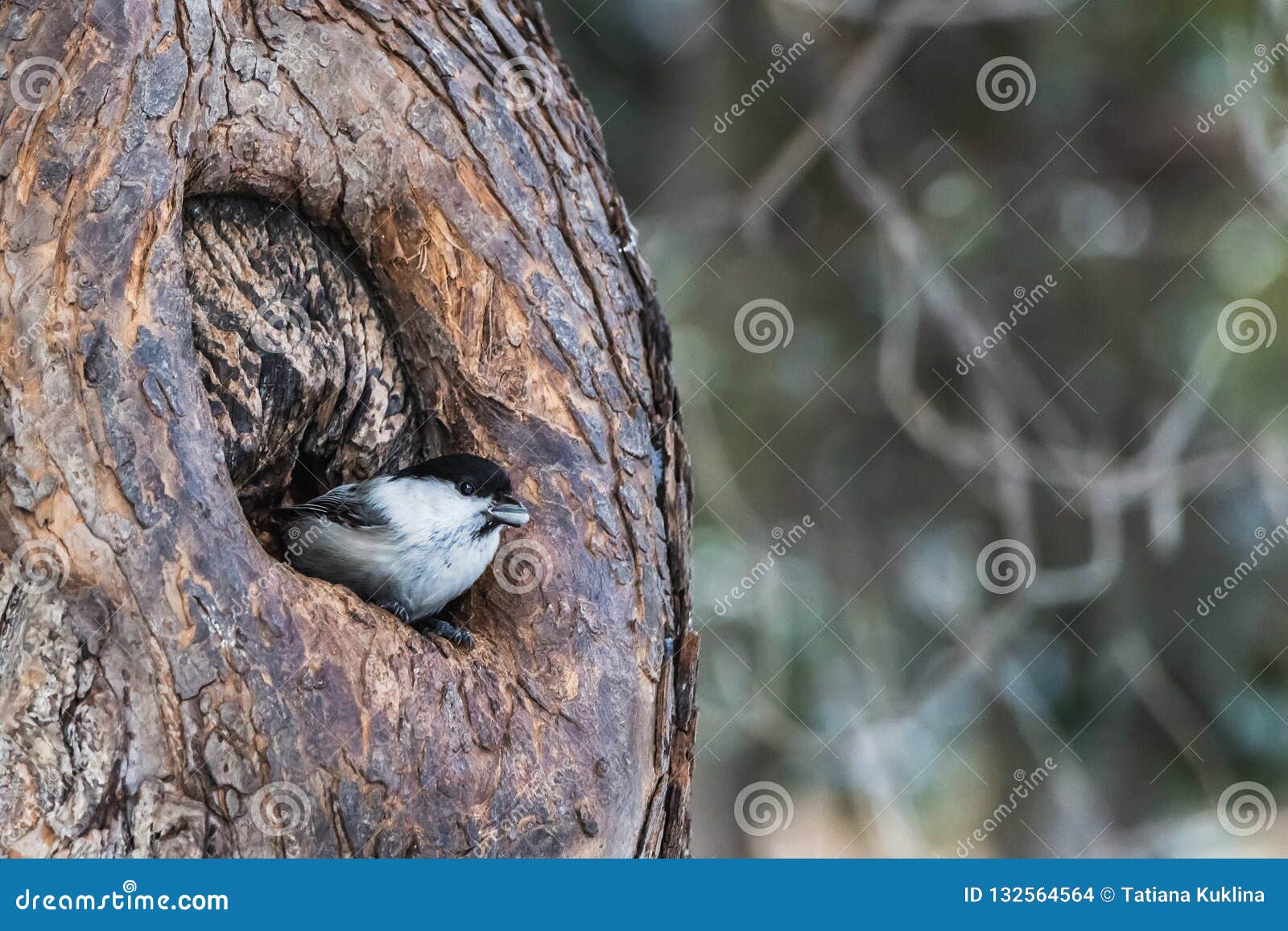 Un Petit Oiseau Gris Et Noir De Willow Tit Est Dans Une