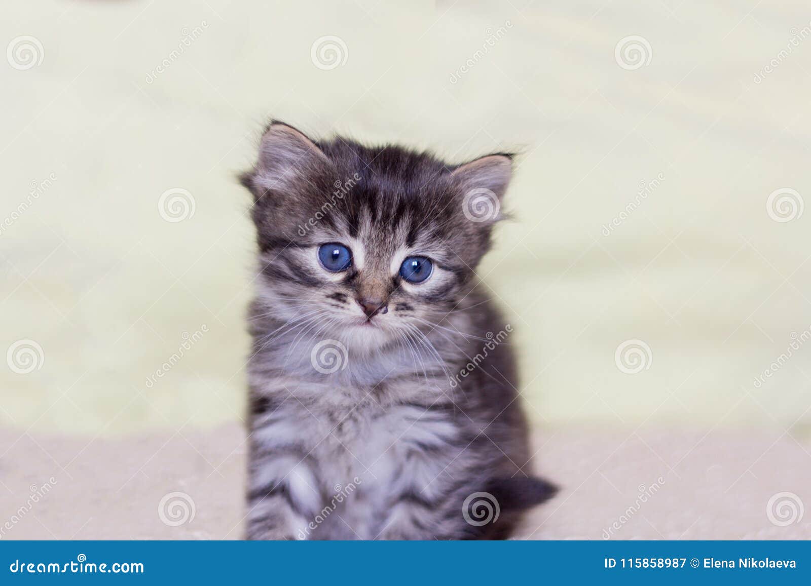 Un Petit Touffu Un Chaton Gris Avec Des Yeux Bleus Observe Image Stock Image Du Animaux Curieux