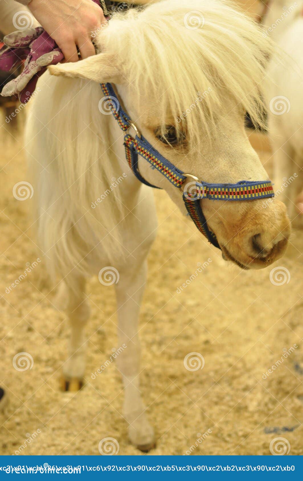 Un piccolo cavallo bianco immagine stock. Immagine di razza 88354461