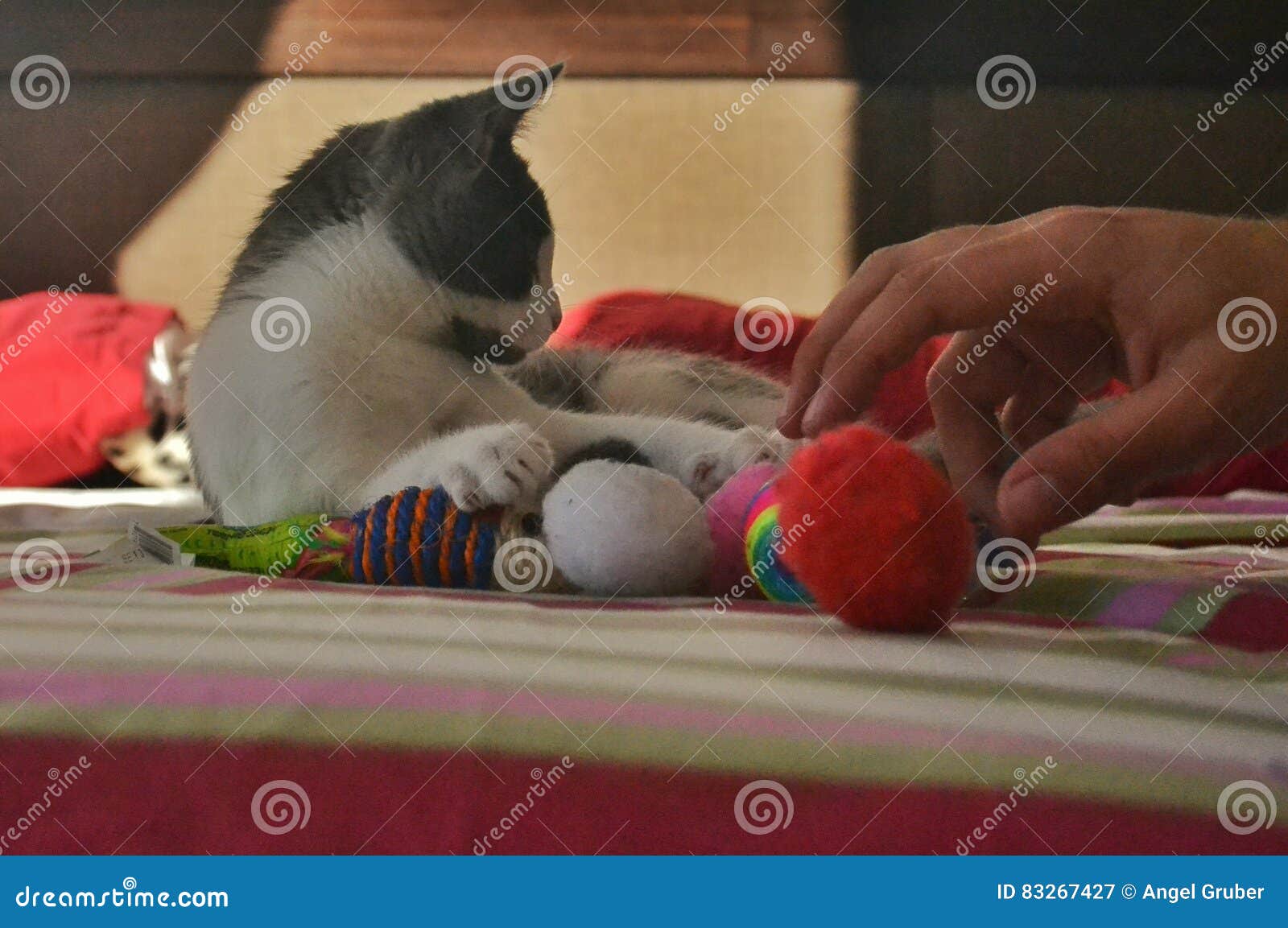 Un Piccolo Gatto Pronto a Giocare Immagine Stock Immagine di
