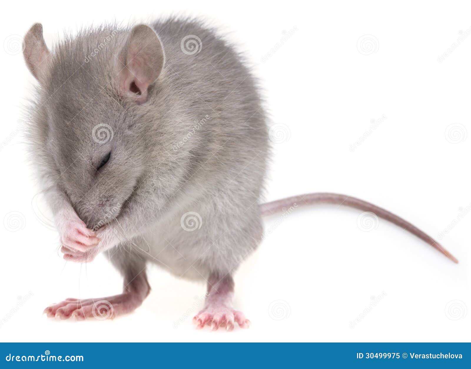 Un piccolo topo immagine stock. Immagine di carino, sgranocchiato