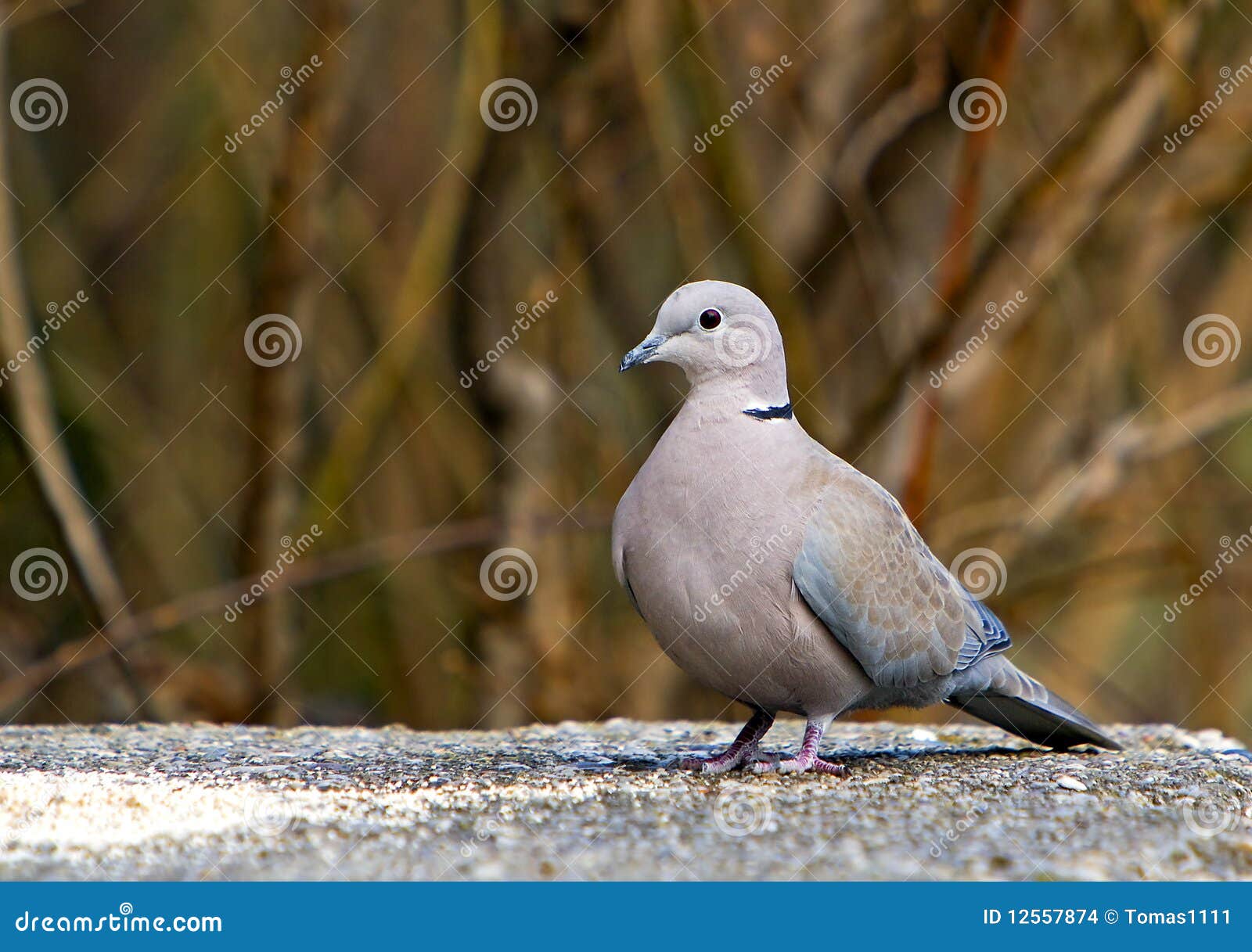 Pigeon gris