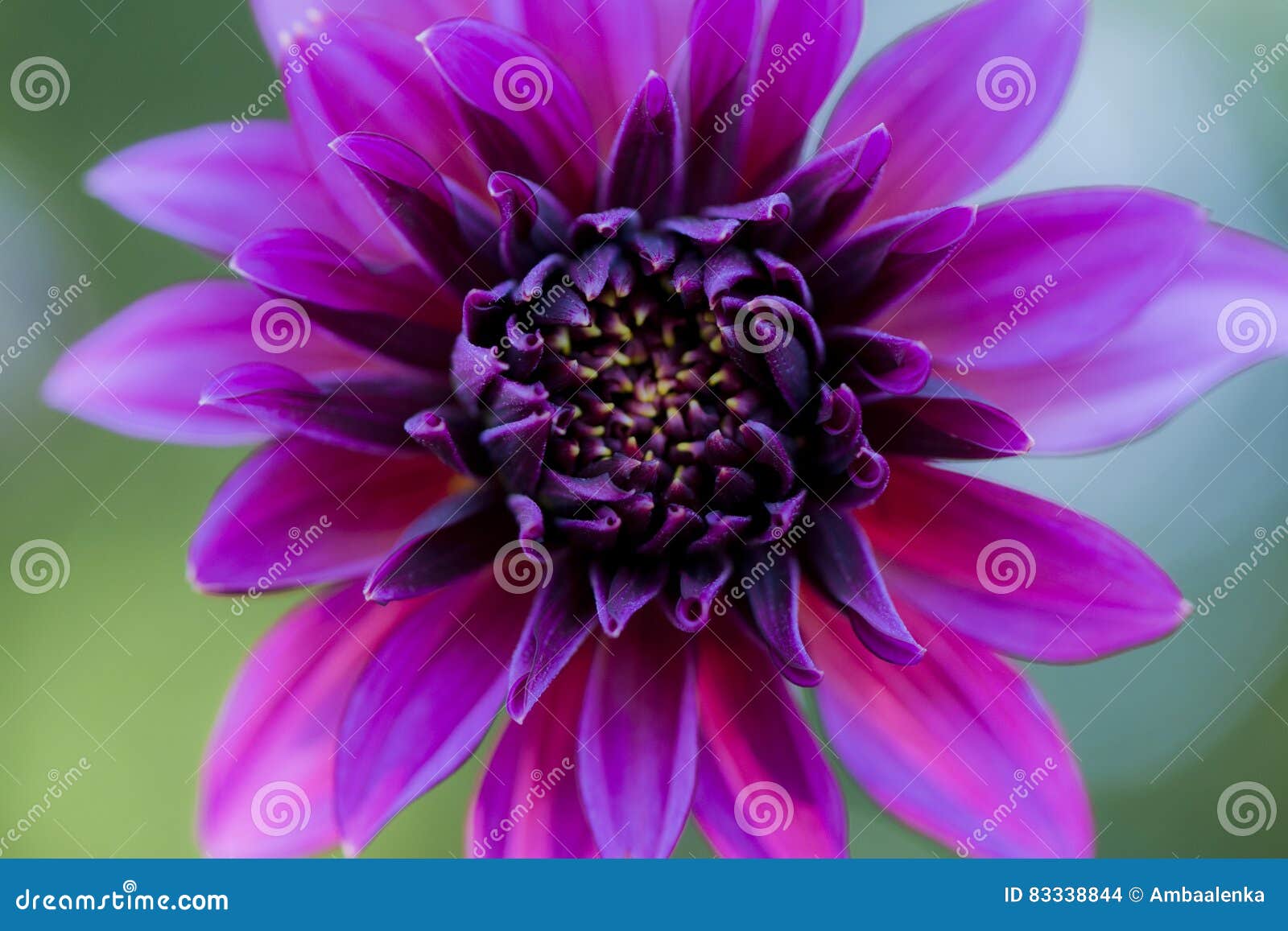 Un Plan Rapproché De Fleur Violette Rose Foncée De Dahlia Photo stock -  Image du foncé, jardin: 83338844