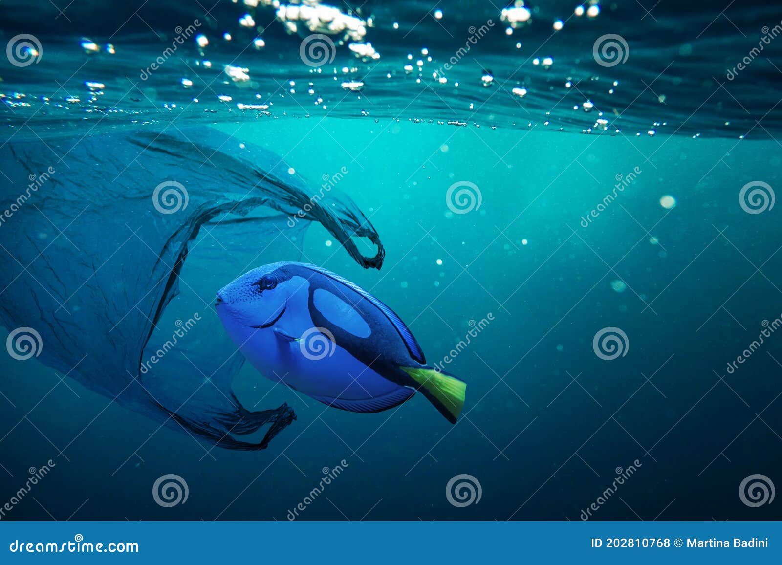 Poisson Dans Un Sac En Plastique Transparent Sous L'eau, Pollution De  L'environnement, IA Générative Banque D'Images et Photos Libres De Droits.  Image 205188591