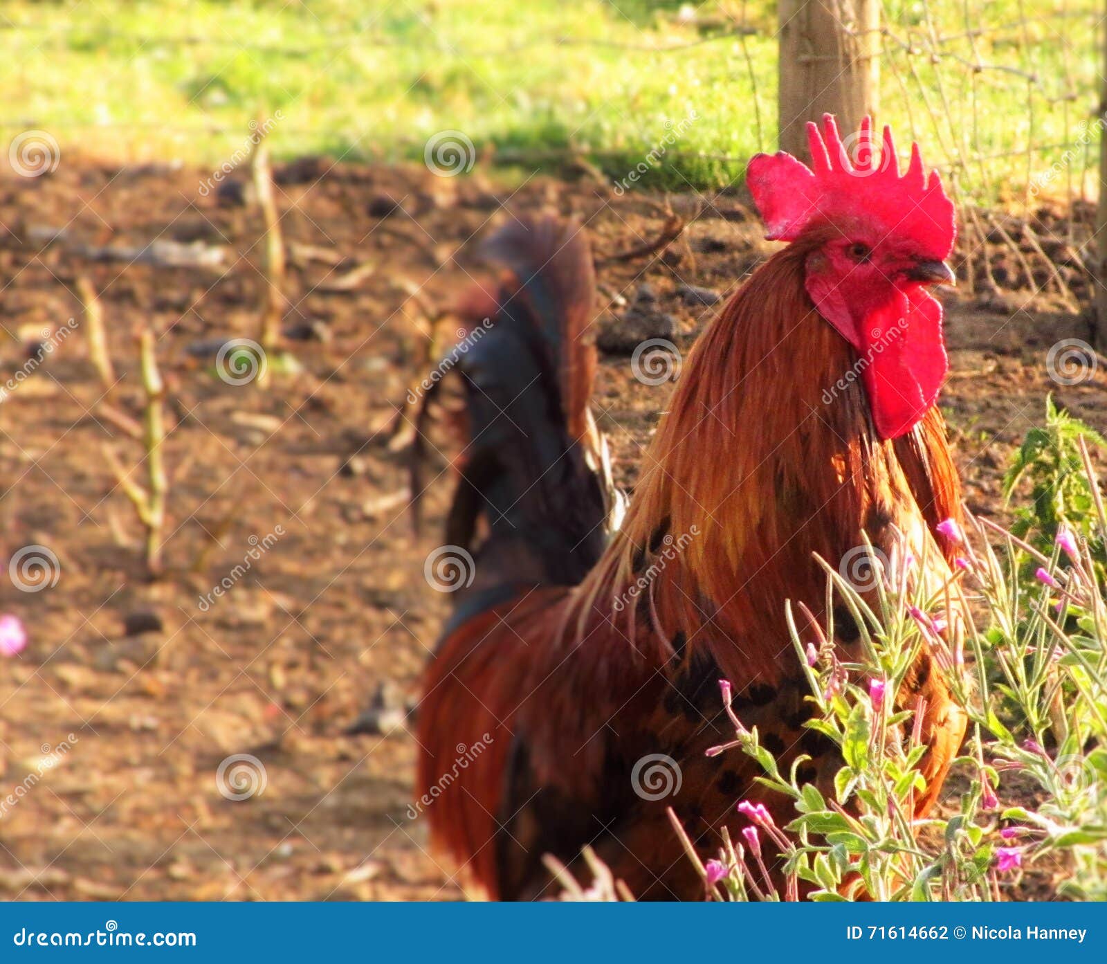 Un pollo grande foto de archivo. Imagen de pollo, prado 71614662