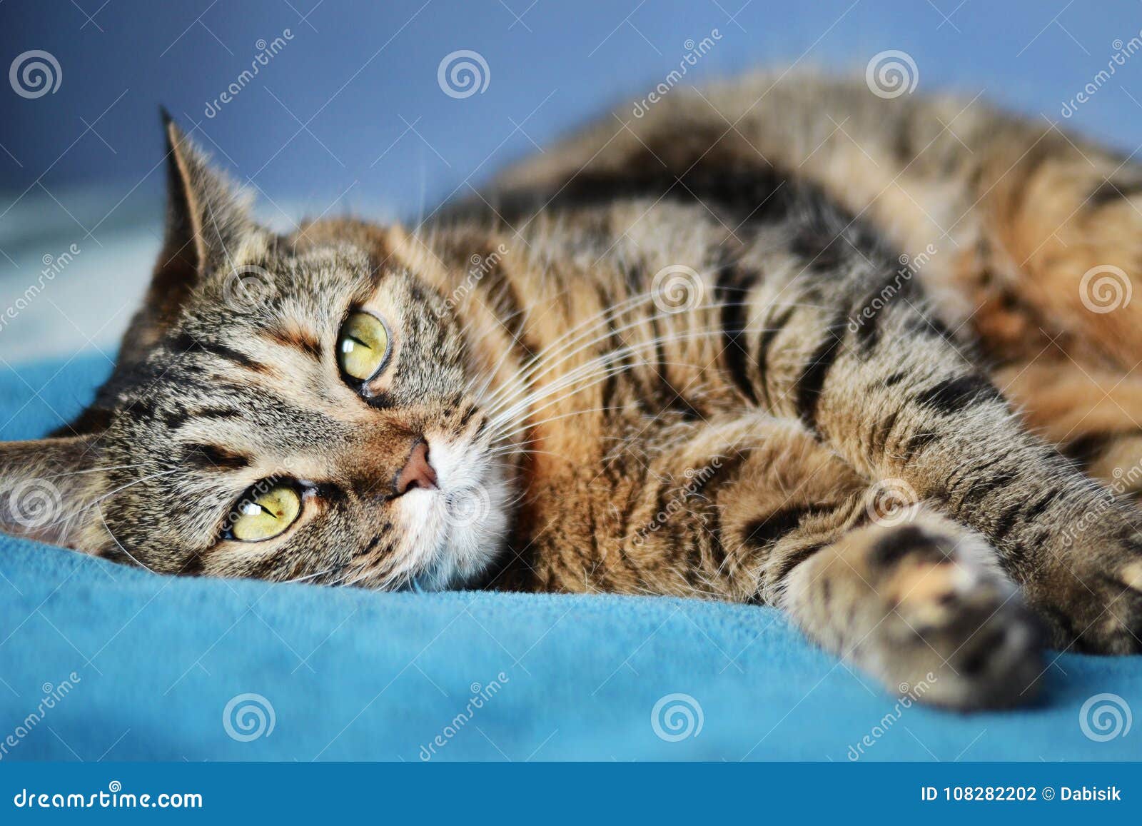 978 Yeux Verts Avec Le Voile Photos Libres De Droits Et Gratuites De Dreamstime 978 Yeux Verts Avec Le Voile Photos Libres De Droits Et Gratuites De Dreamstime