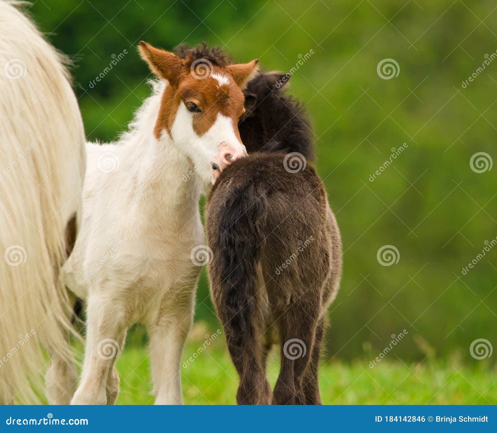 9 519 Poulain Noir Photos Libres De Droits Et Gratuites De Dreamstime