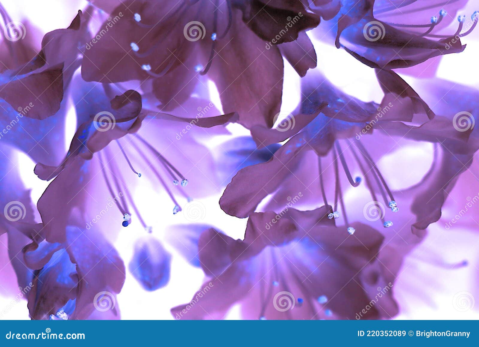 Un Primer Plano De Flores En Forma De Campana Malva. Imagen de archivo -  Imagen de floral, centro: 220352089