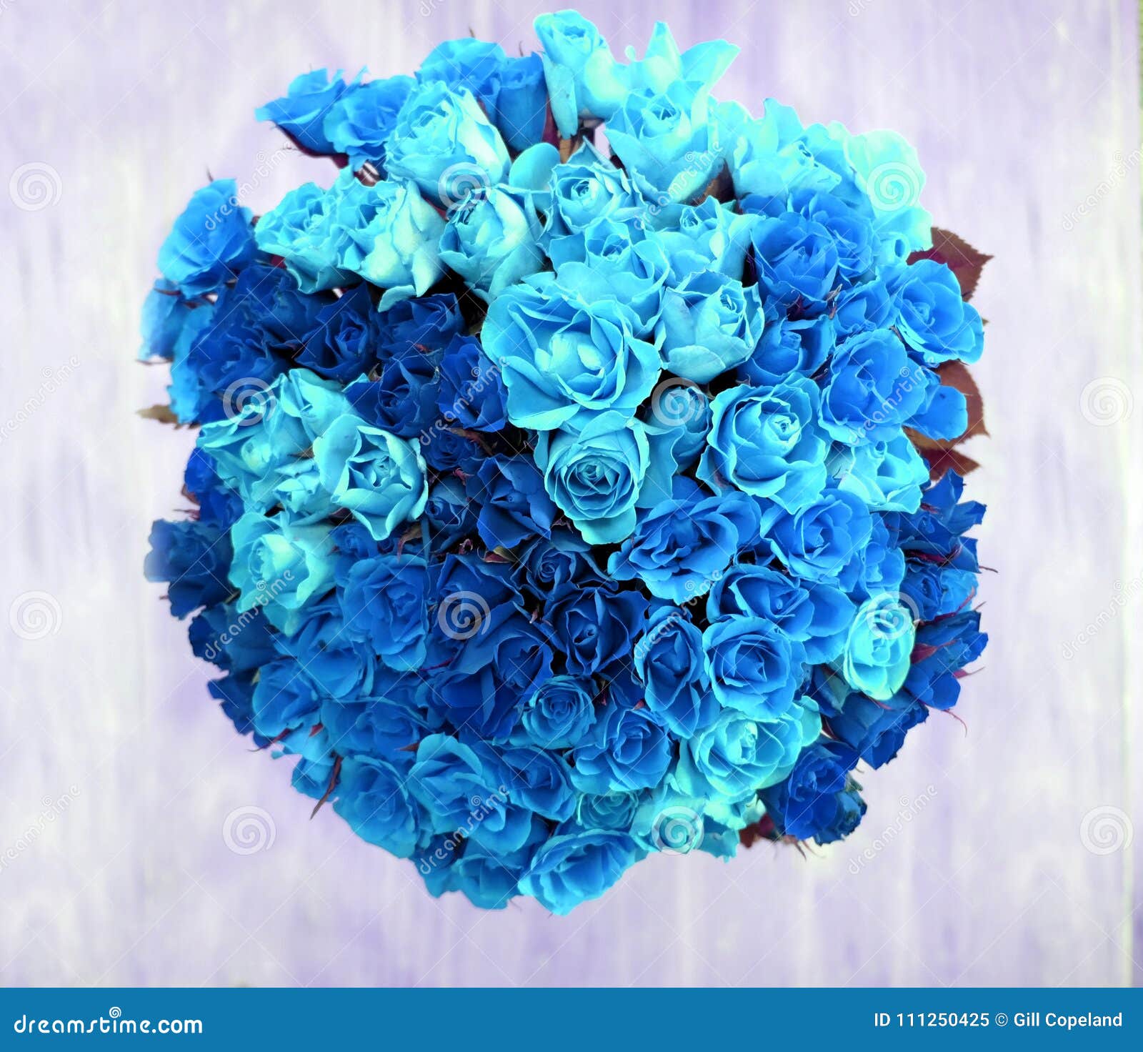 Un Punto Di Vista Sopraelevato Di Un Mazzo Di 80 Rose Blu in Una Forma  Circolare Immagine Stock - Immagine di romanzesco, floreale: 111250425