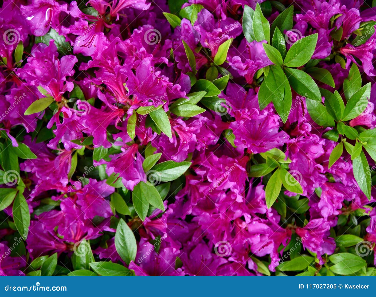 Un Racimo De Flores Violetas Y De Hojas Verdes De Una Planta De La Azalea  En Un Jardín Imagen de archivo - Imagen de rododendro, flora: 117027205