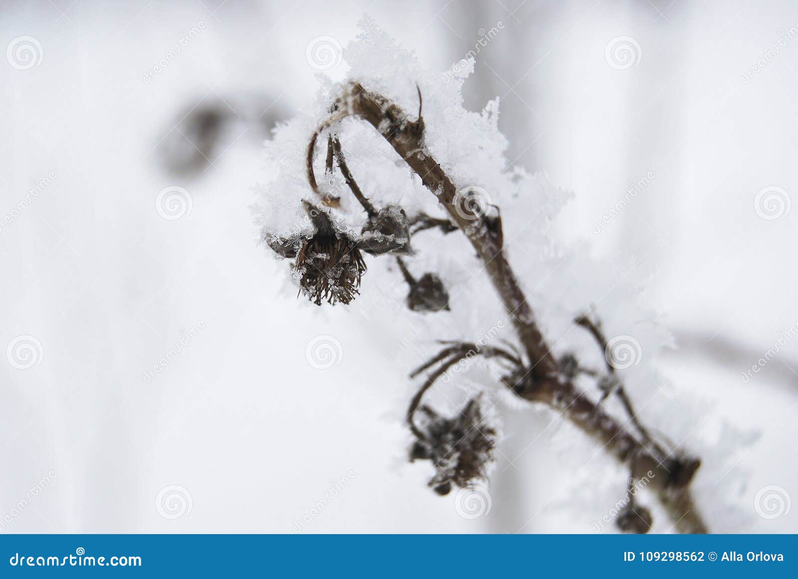 Un ramo asciutto del lampone, coperto di brina un giorno gelido Un giardino nell'inverno