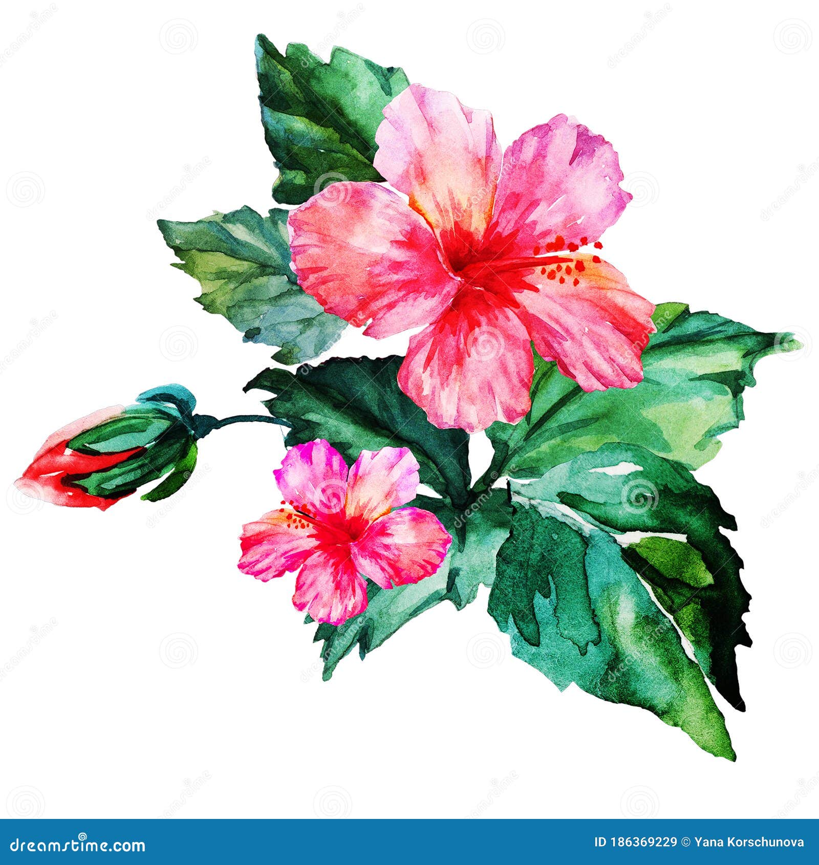 Un Ramo De Flores De Hibisco Un Dibujo De Acuarela. Imagen de archivo -  Imagen de florecimiento, pétalos: 186369229