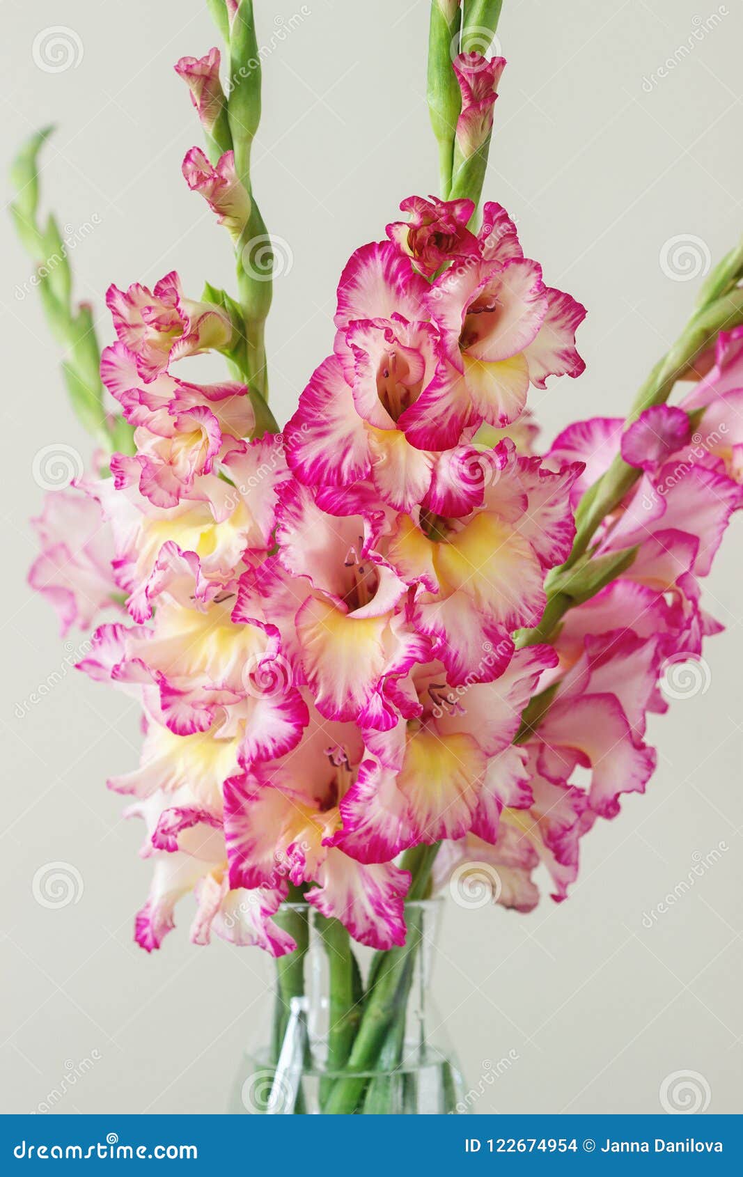 Feliz cumpleaños, ALMA!! Un-ramo-de-gladiolos-multicolores-en-florero-cristal-fondo-ligero-tarjeta-felicitaci%C3%B3n-122674954