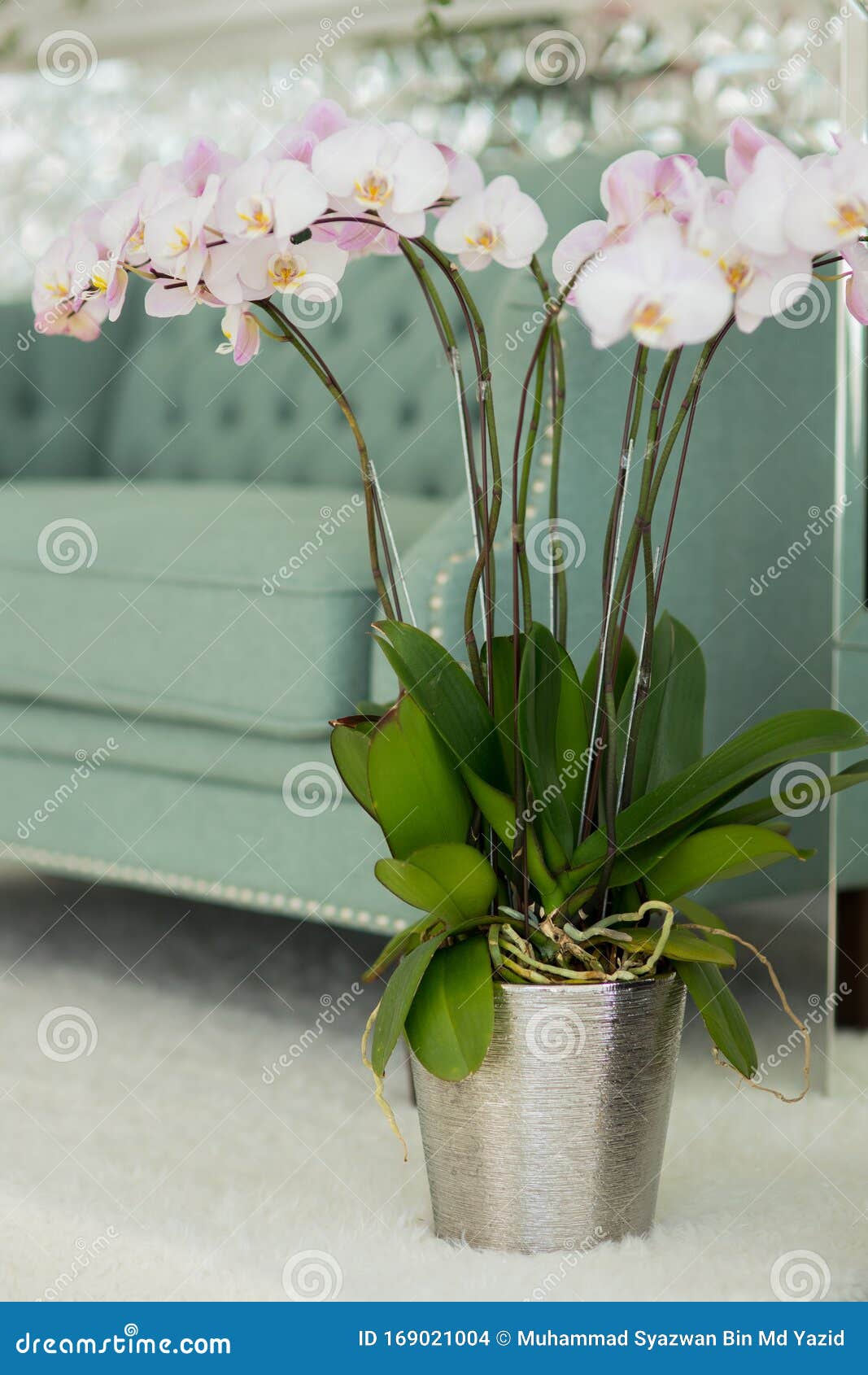 Un Ramo De Orquídeas Artificiales Dispuestas En Pequeñas Macetas Foto de  archivo - Imagen de hermoso, hoja: 169021004