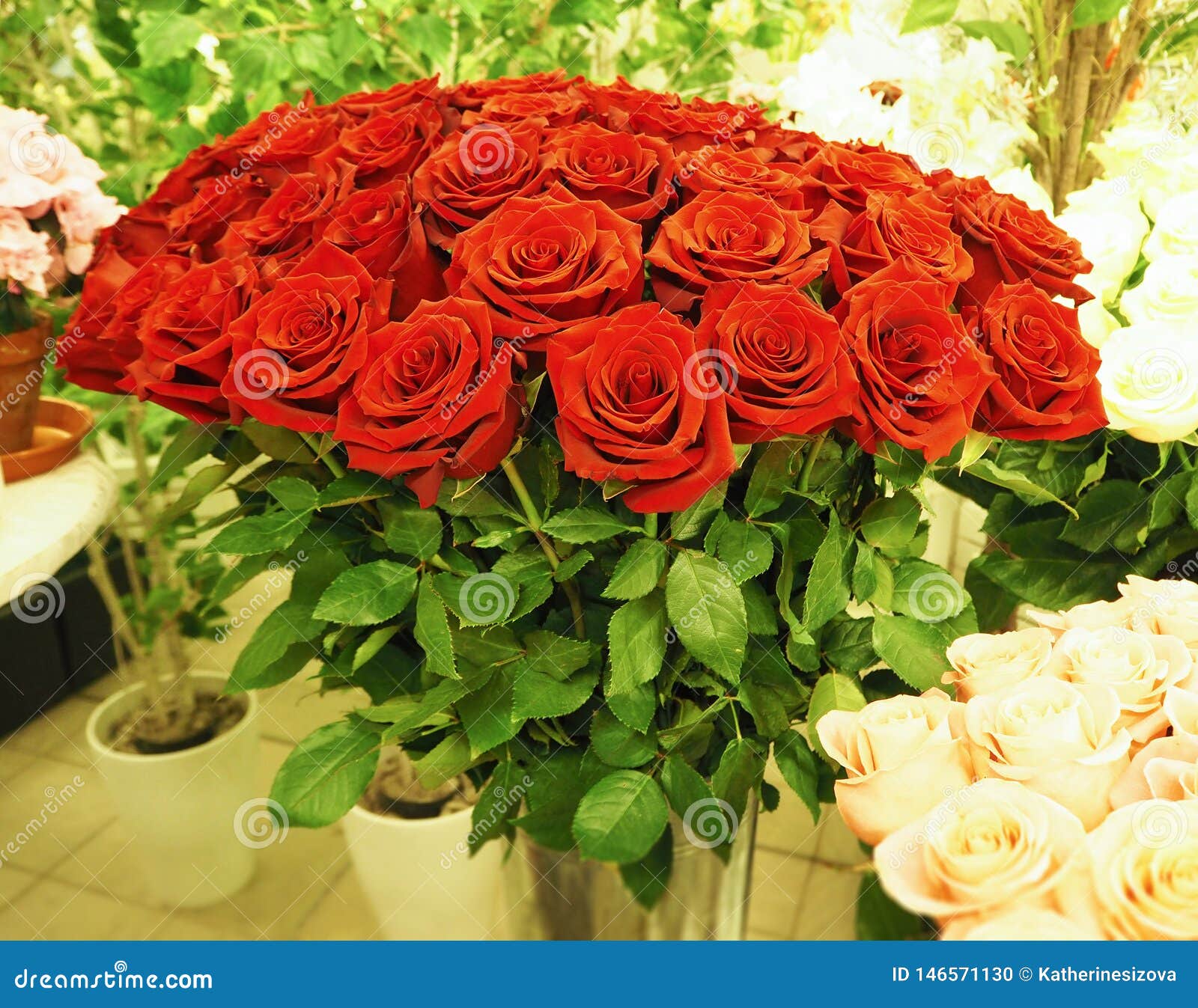 Un Ramo De Rosas Rojas Hermosas En El Invernadero Foto de archivo - Imagen de almacén, planta: 146571130 Un Ramo De Rosas Rojas Hermosas En El Invernadero Foto de archivo - Imagen de almacén, planta: 146571130