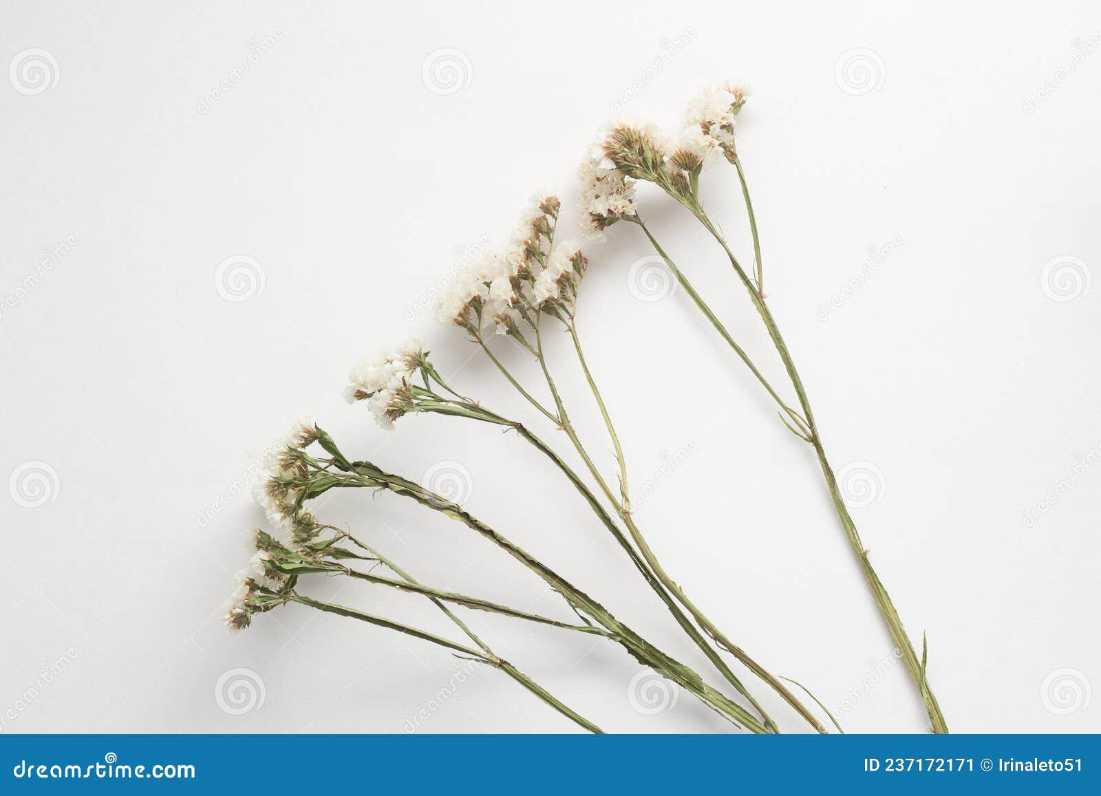 Un Ramo Di Piccoli Fiori Bianchi Su Fondo Bianco. Immagine Di Fiori Secchi.  Fiori Romantici. Limonium Perezii. Chermek. Elementi Immagine Stock -  Immagine di semplicità, neutro: 237172171