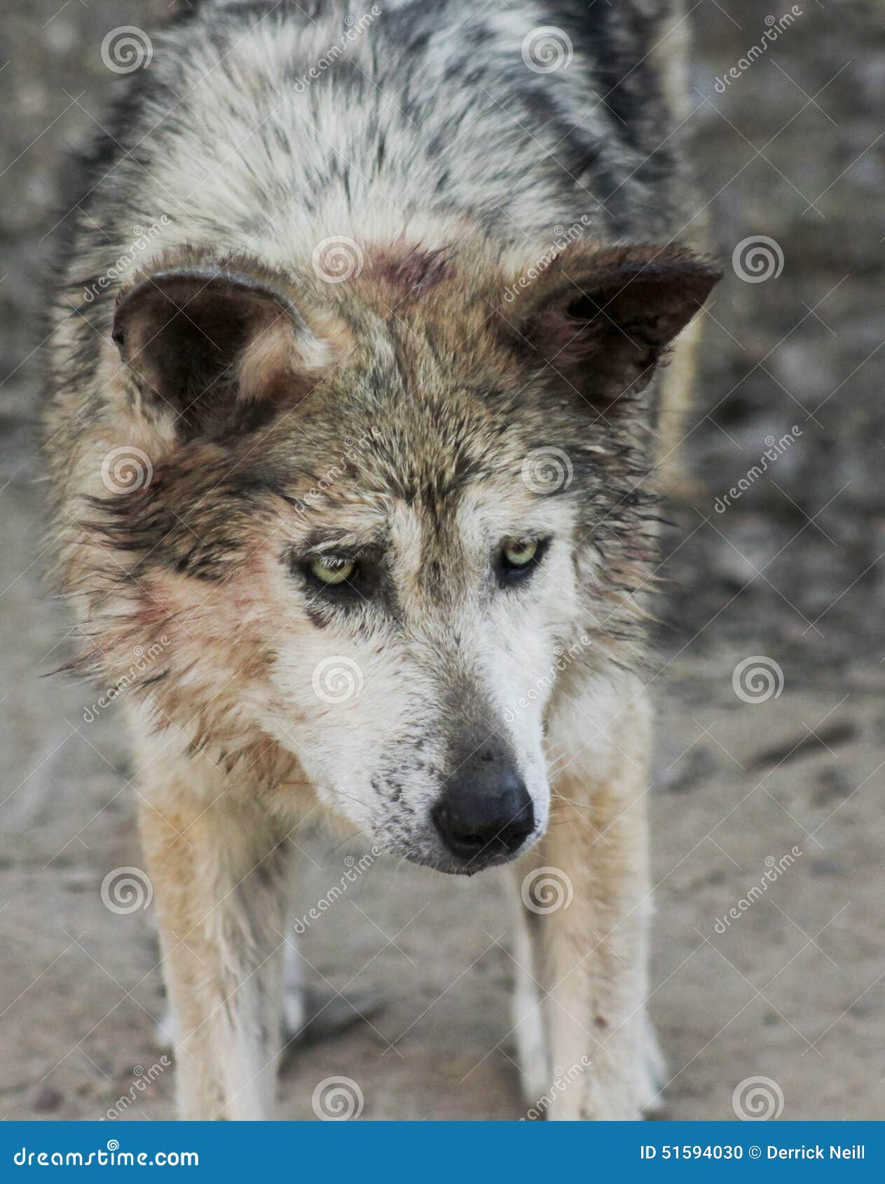 Un Retrato De Gray Wolf Mexicano Foto de archivo - Imagen de animal, piel:  51594030, image size:1263x1690