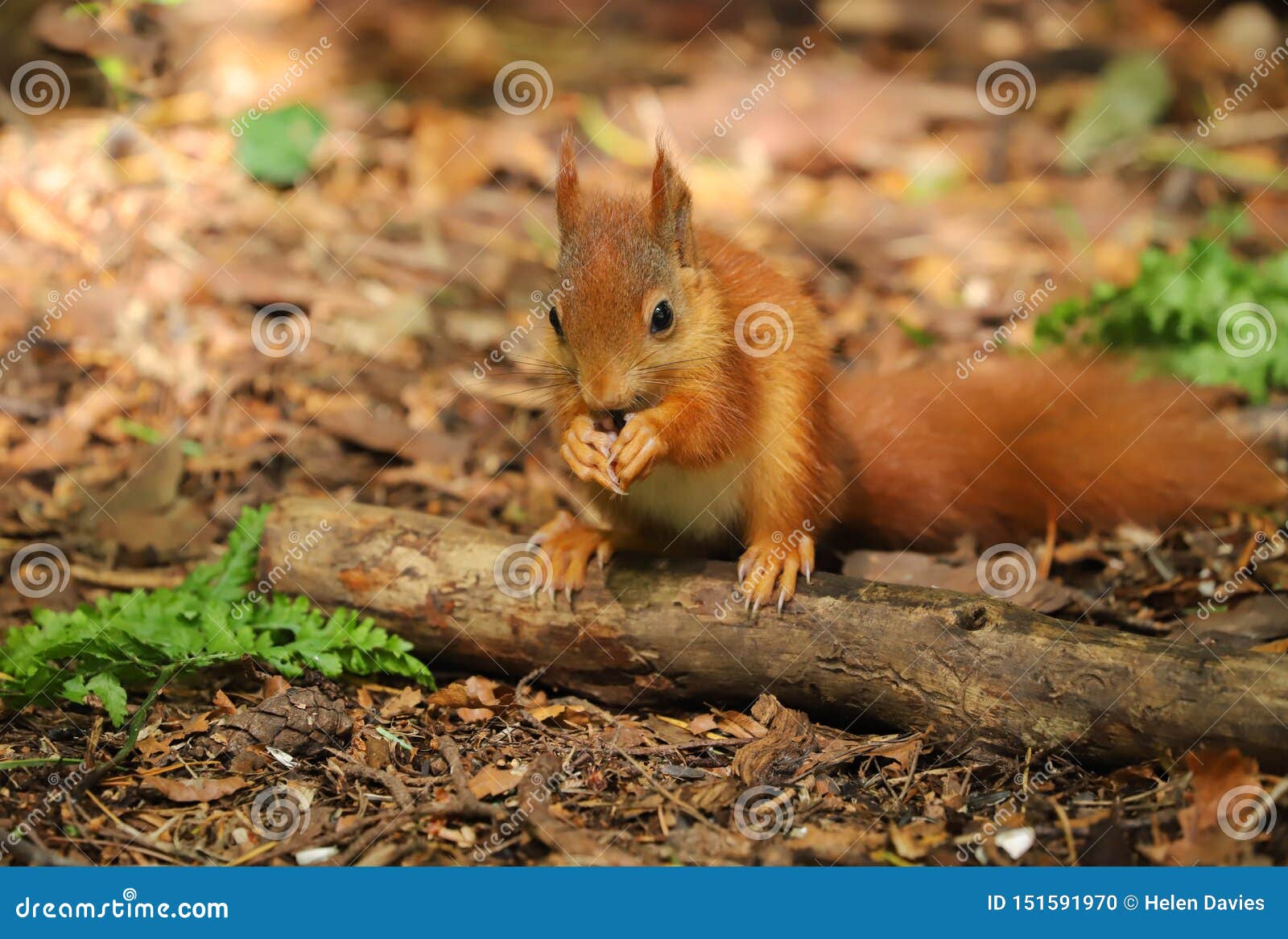 Un Sciurus D Ecureuil Rouge De Bebe Vulgaris Photo Stock Image Du Noir Ile Un Sciurus D Ecureuil Rouge De Bebe Vulgaris Photo Stock Image Du Noir Ile
