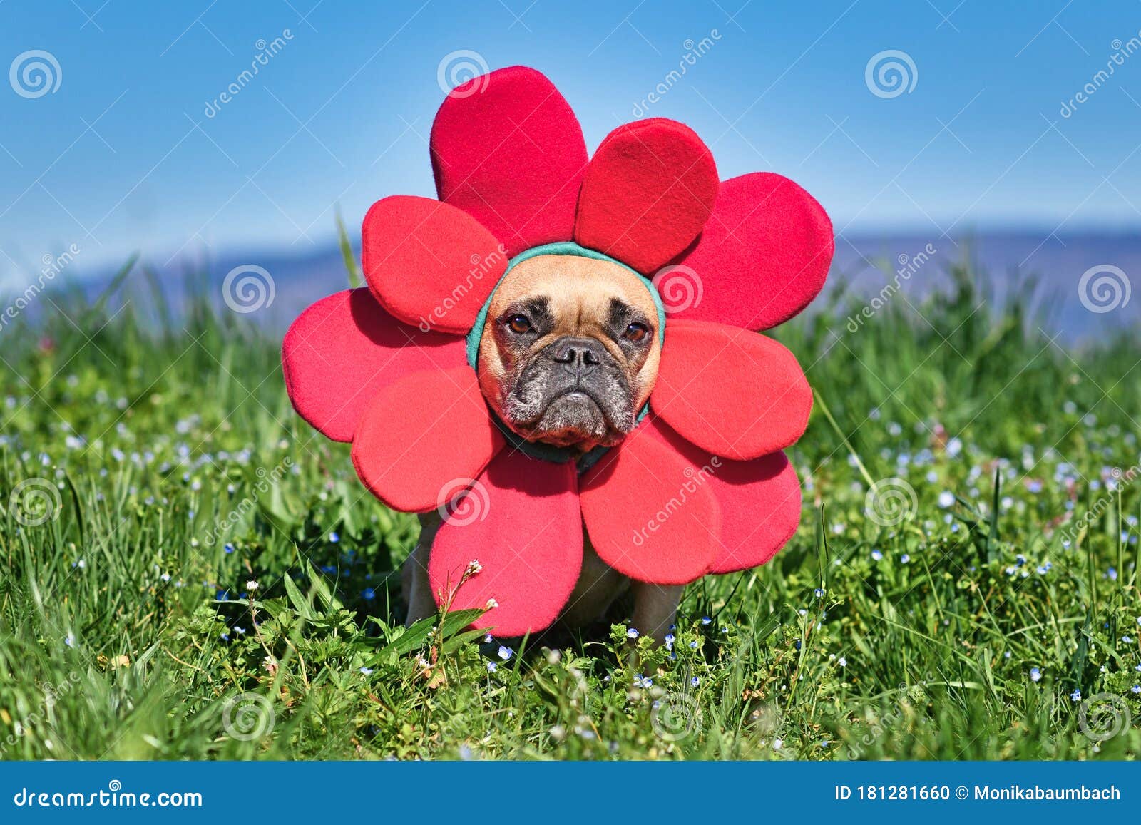 Un Simpatico Bulldog Francese Vestito Da Fiore Con Un Grande Costume Da  Fasciame Rosso Per La Testa Di Un Prato Di Fiori Fotografia Stock -  Immagine di umore, fiato: 181281660