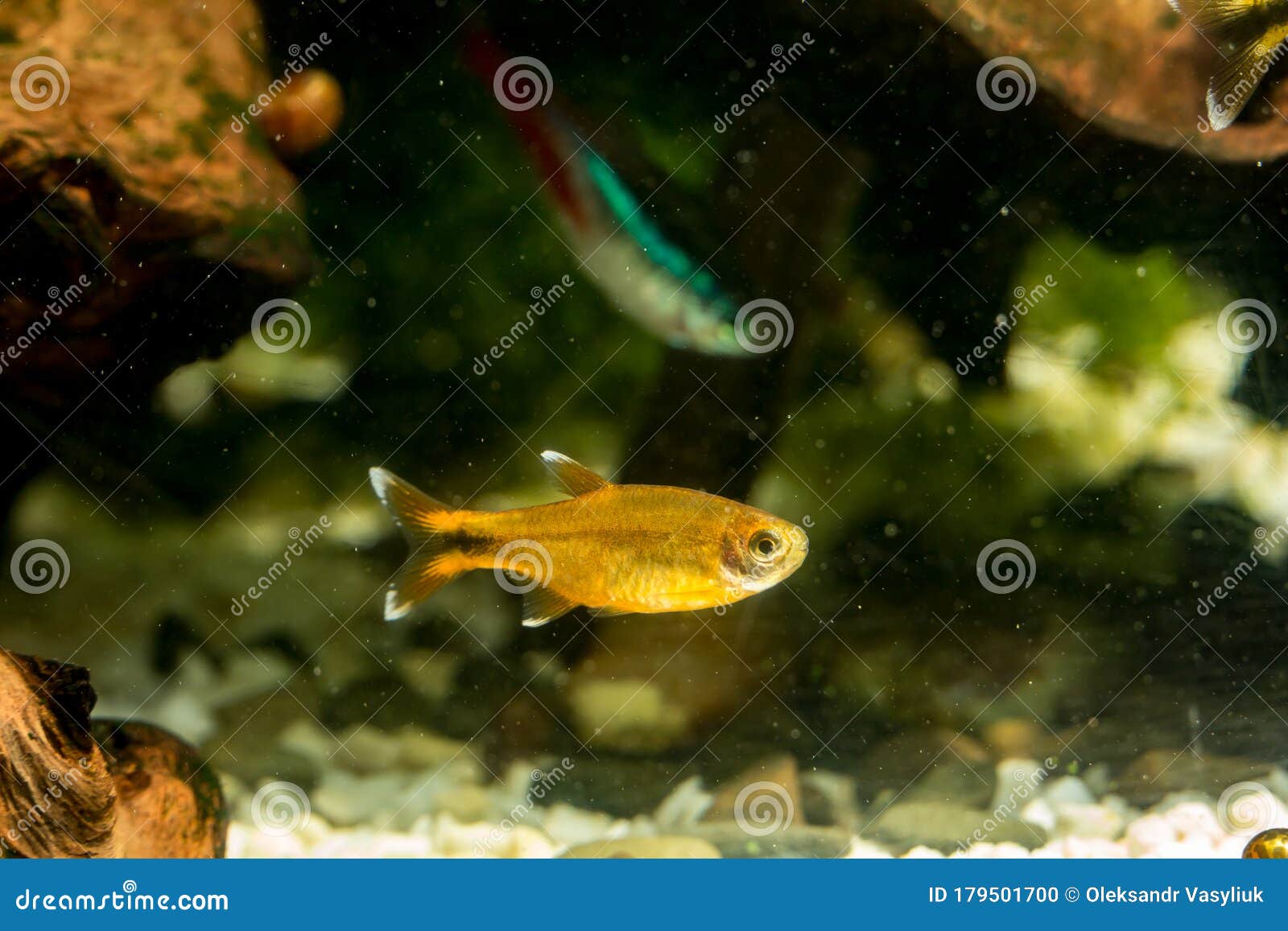 Poisson Rouge Dans Un Aquarium à Fond De Galets