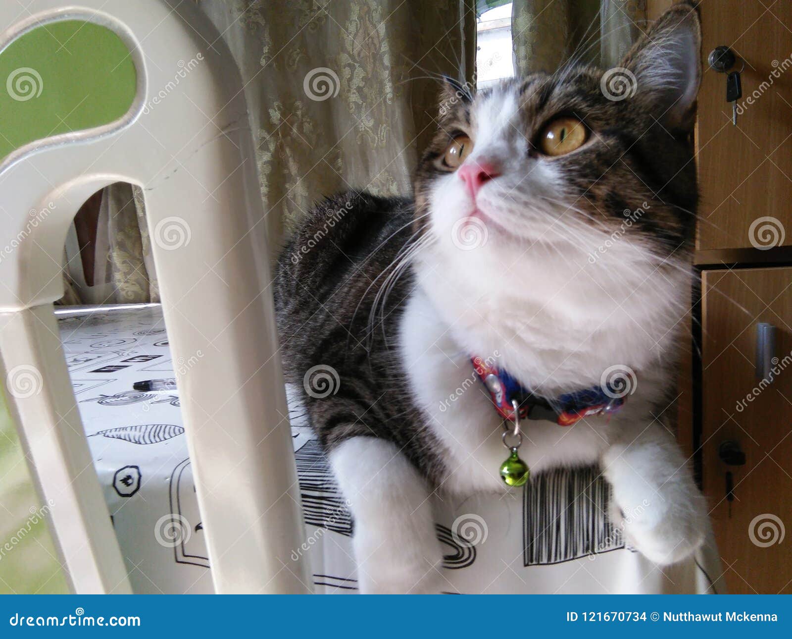 Un Tigre De Nom De Chat Photo Stock Image Du Tigre