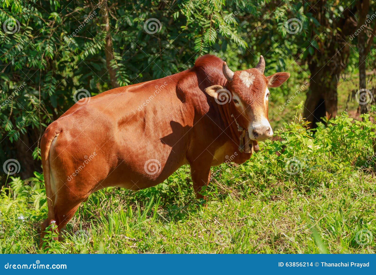 Un toro dentro consolida il campo