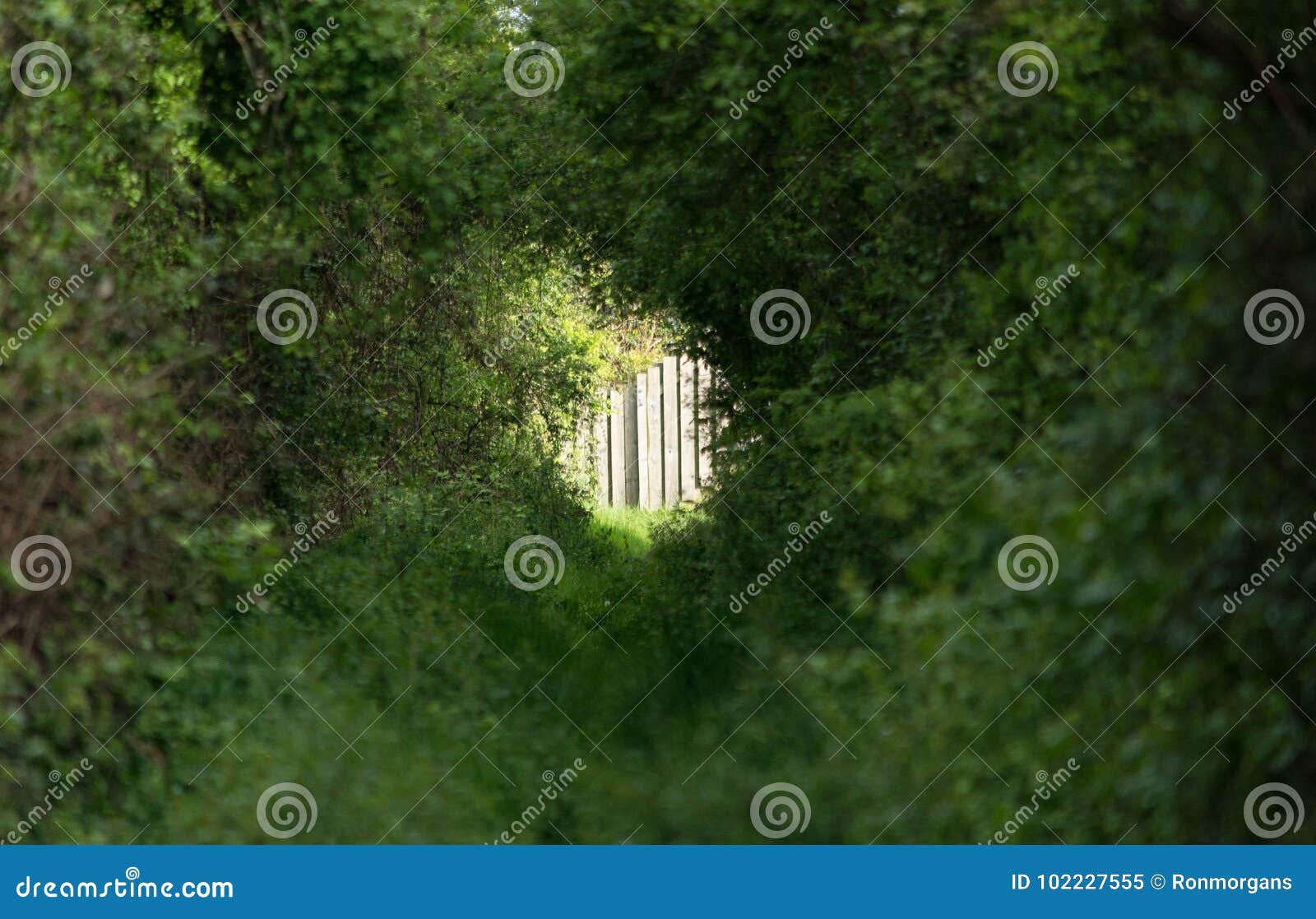 Un Trou Vert Dans Les Arbres Image stock - Image du faune, herbe: 102227555