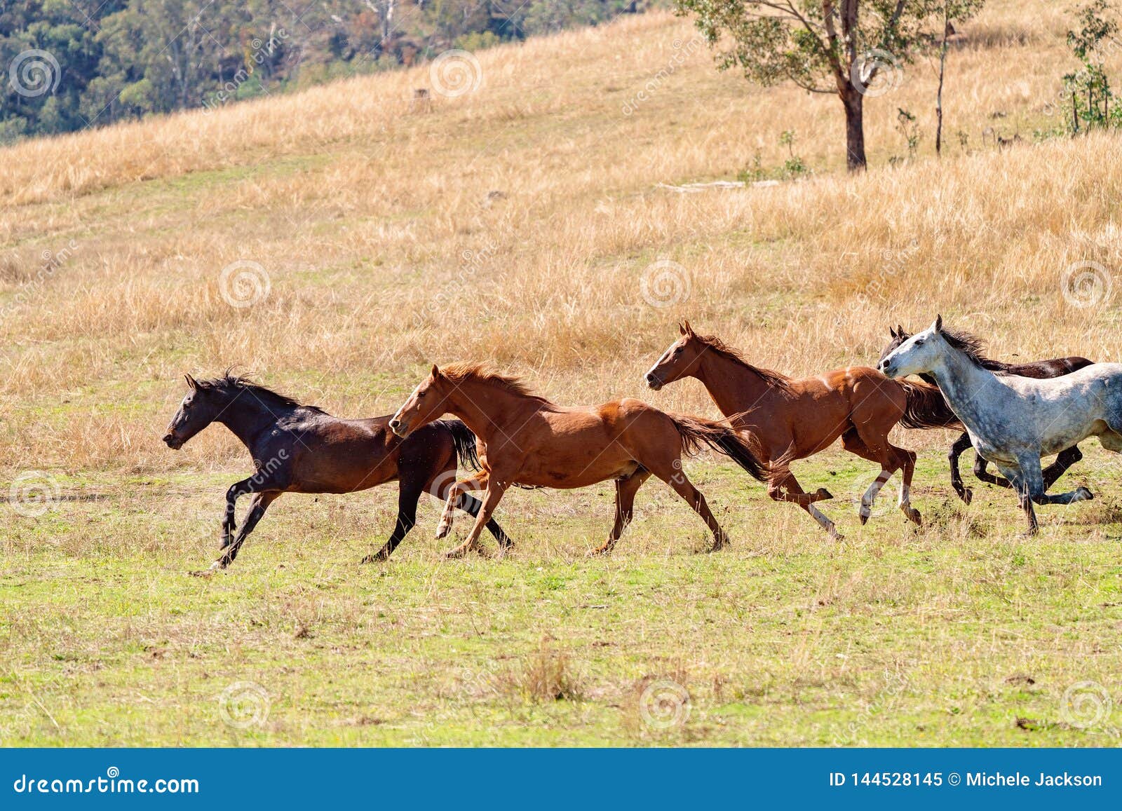 Un Troupeau D Emballage De Chevaux Sauvages A Travers Le Pays Image Stock Image Du Troupeau Sauvages