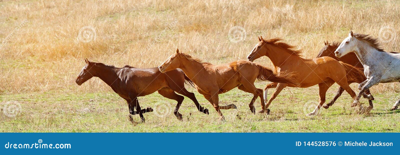 Un Troupeau D Emballage De Chevaux Sauvages Travers Le Pays Photo Stock Image Du Chasse Jument Un Troupeau D Emballage De Chevaux Sauvages Travers Le Pays Photo Stock Image Du Chasse Jument