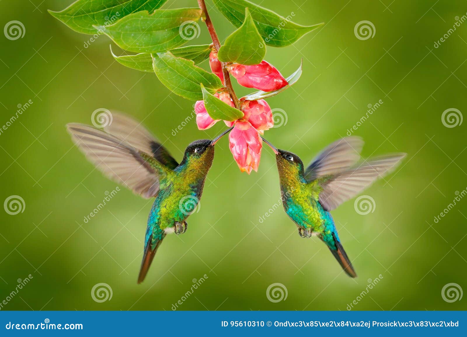 Colibri Natura Grembiule Colibri e fiori 