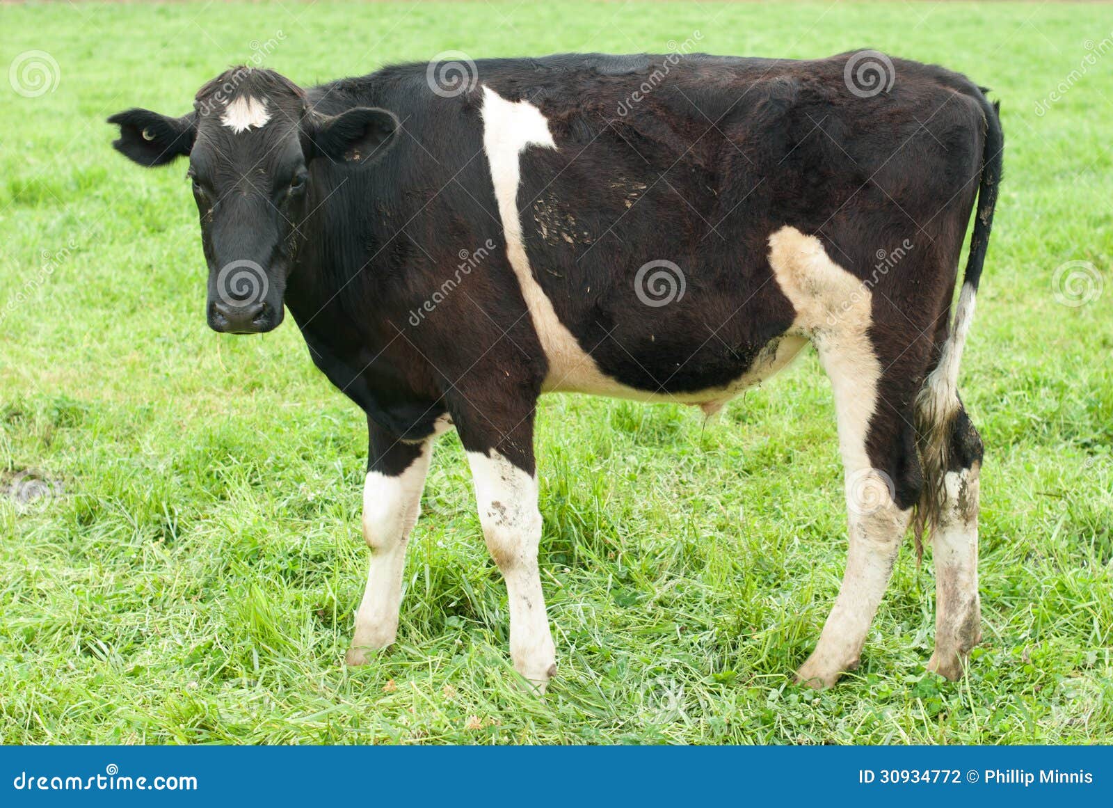 Un Veau De Frison Du Holstein Photo stock Image du agriculture, herbe