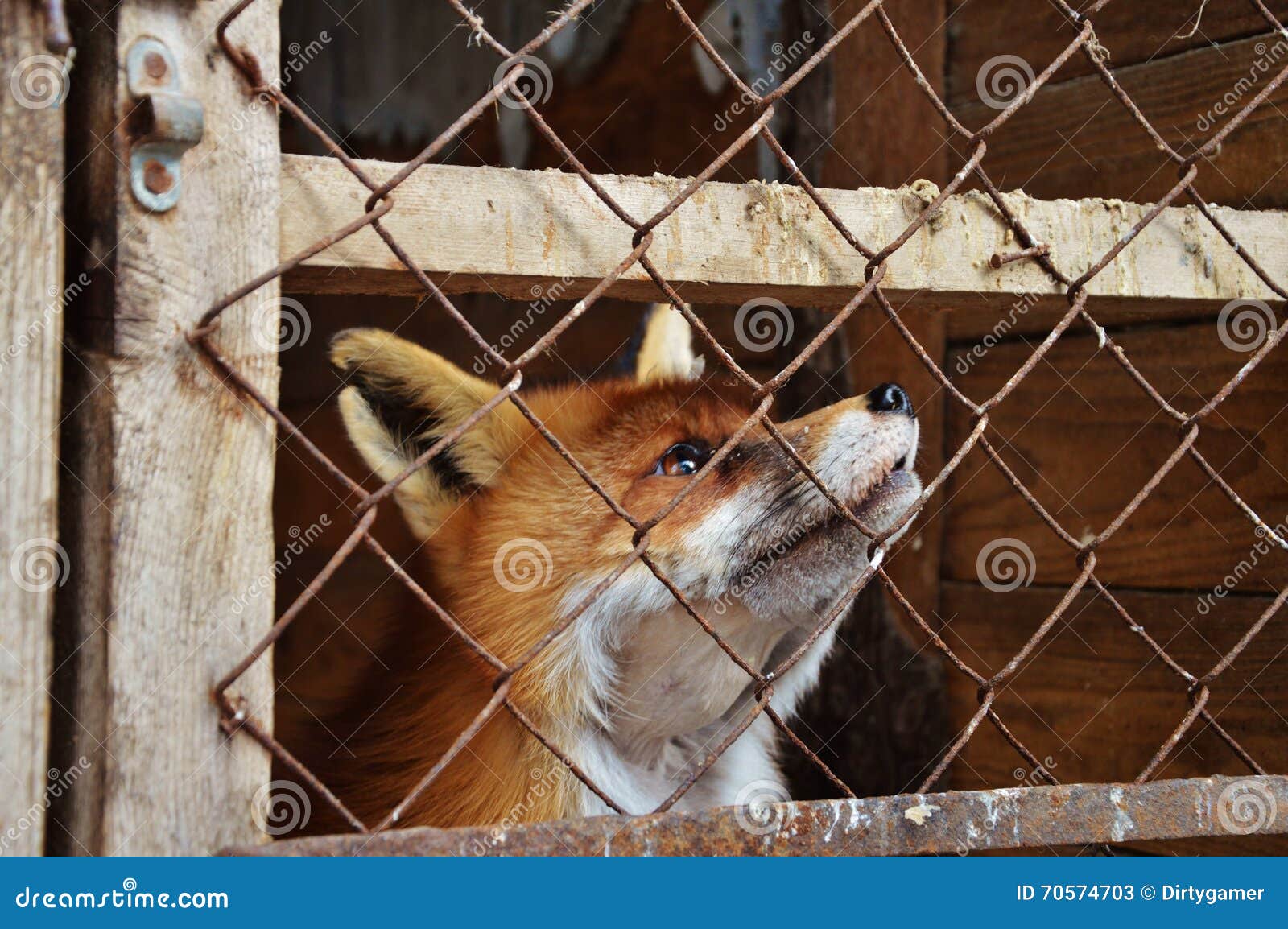 Un zorro en jaula imagen archivo. Imagen de animal - 70574703