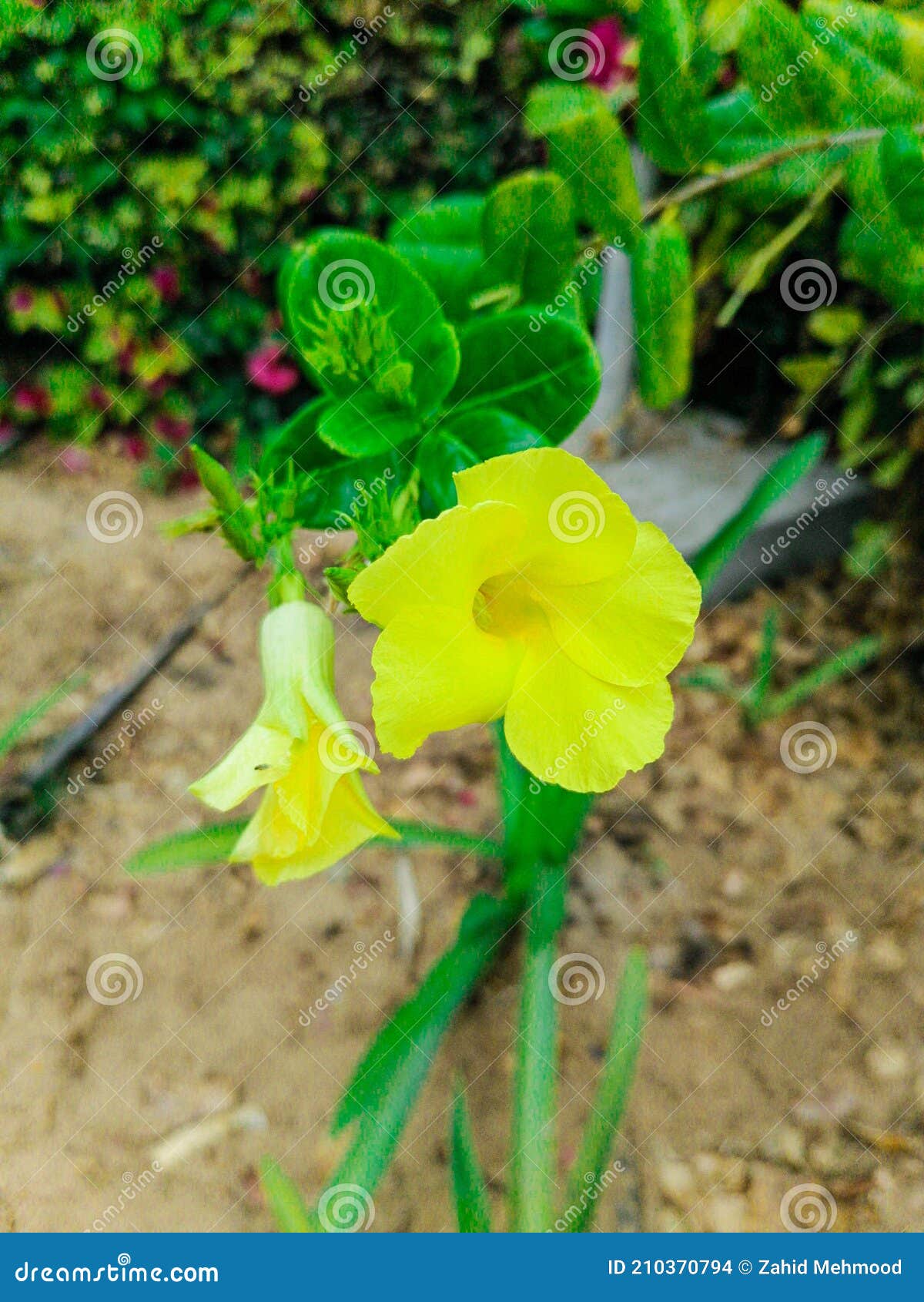 Una Alamanda Con Flores Amarillas Nativas De Brasil Foto de archivo -  Imagen de naturalness, flores: 210370794