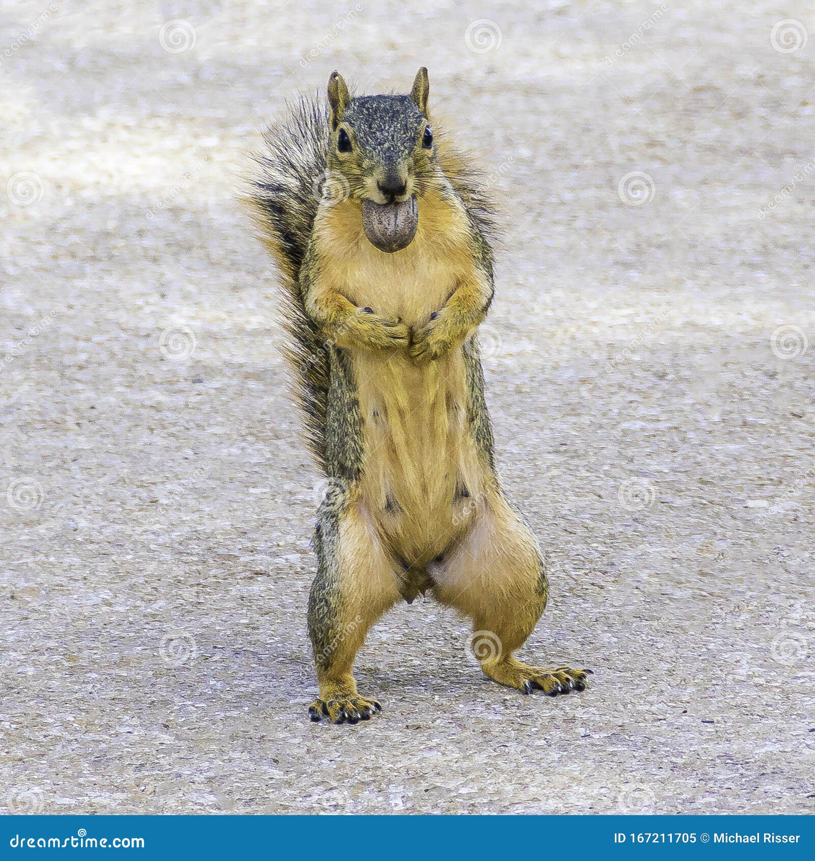 Arriba 18+ Foto animal que se pone de pie Lleno
