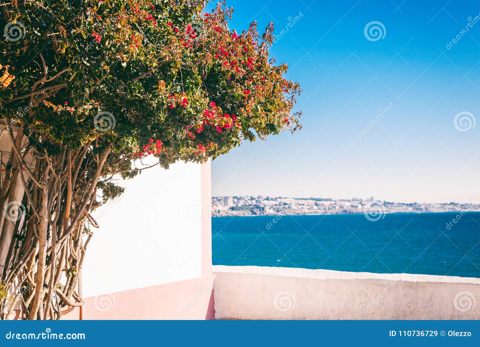 Una Buganvilla Del Arbusto En La Fachada De Una Casa Blanca Y De Una Visión  O Imagen de archivo - Imagen de agua, verde: 110736729