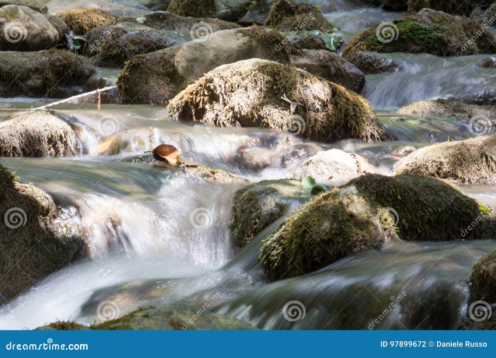 Una cala en el bosque foto de archivo. Imagen de verde 97899672